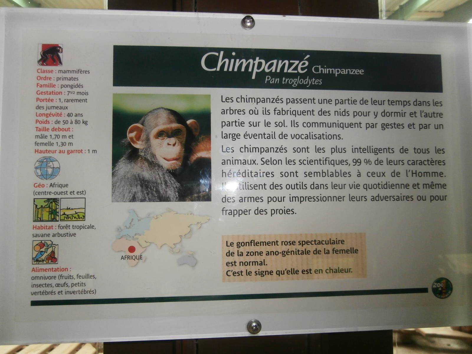 Chimpanzee sign