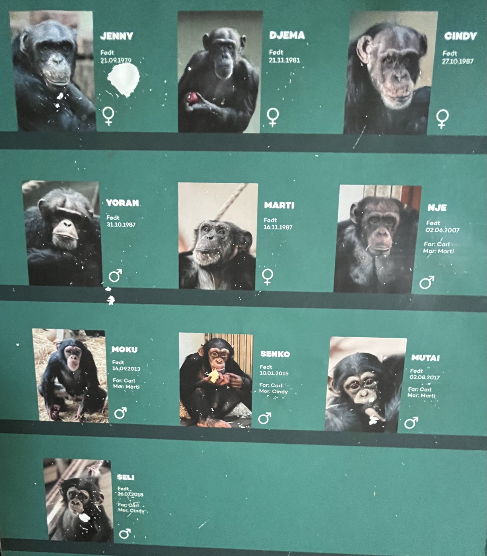 Chimpanzee Sign