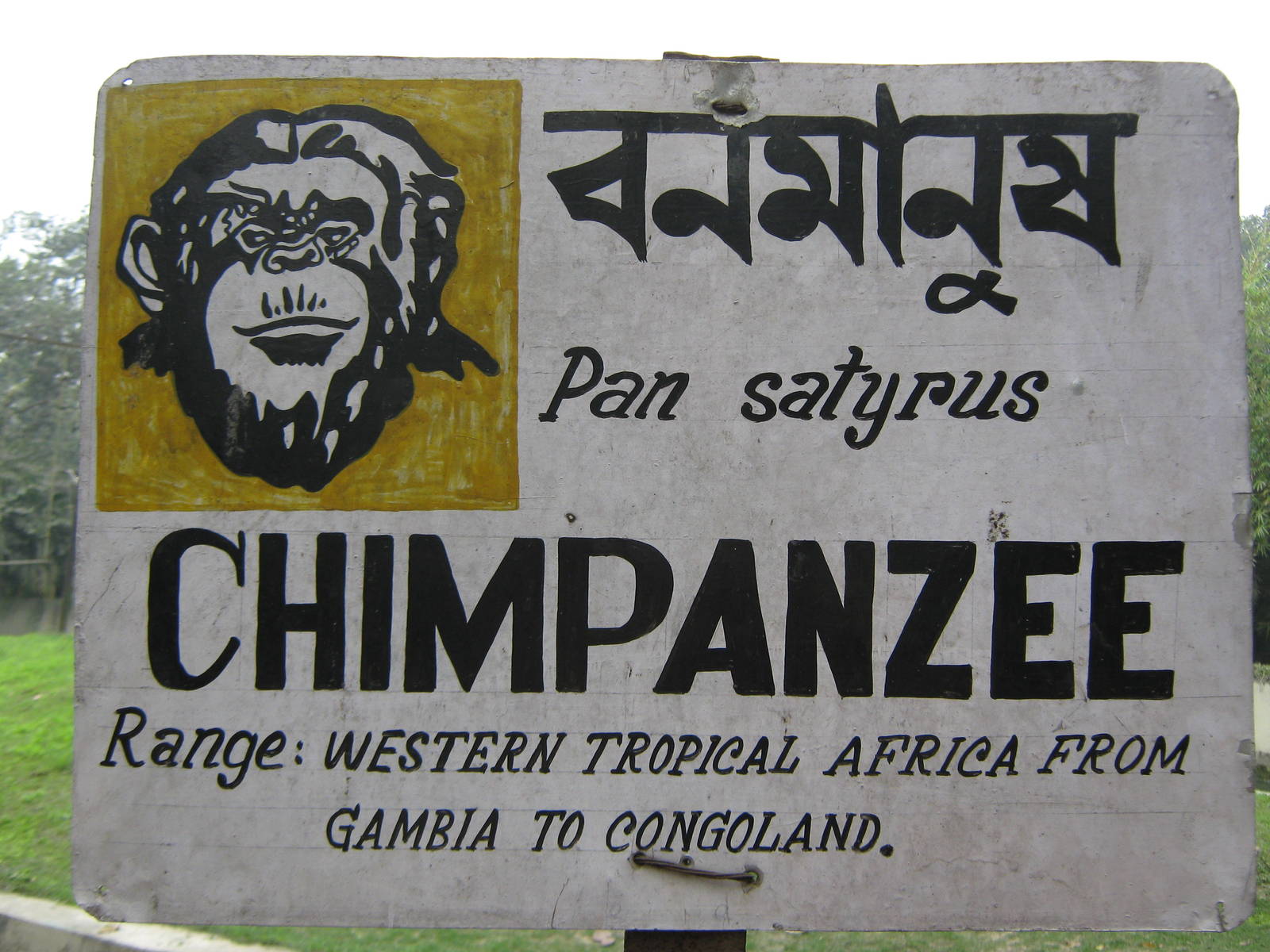 chimpanzee signage