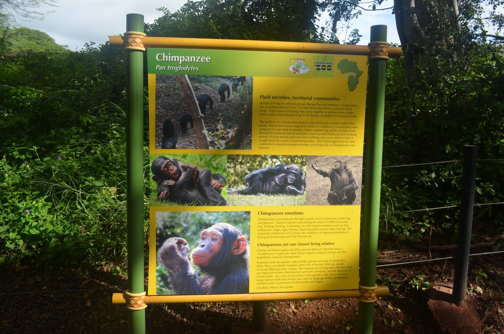 Chimpanzee Signage