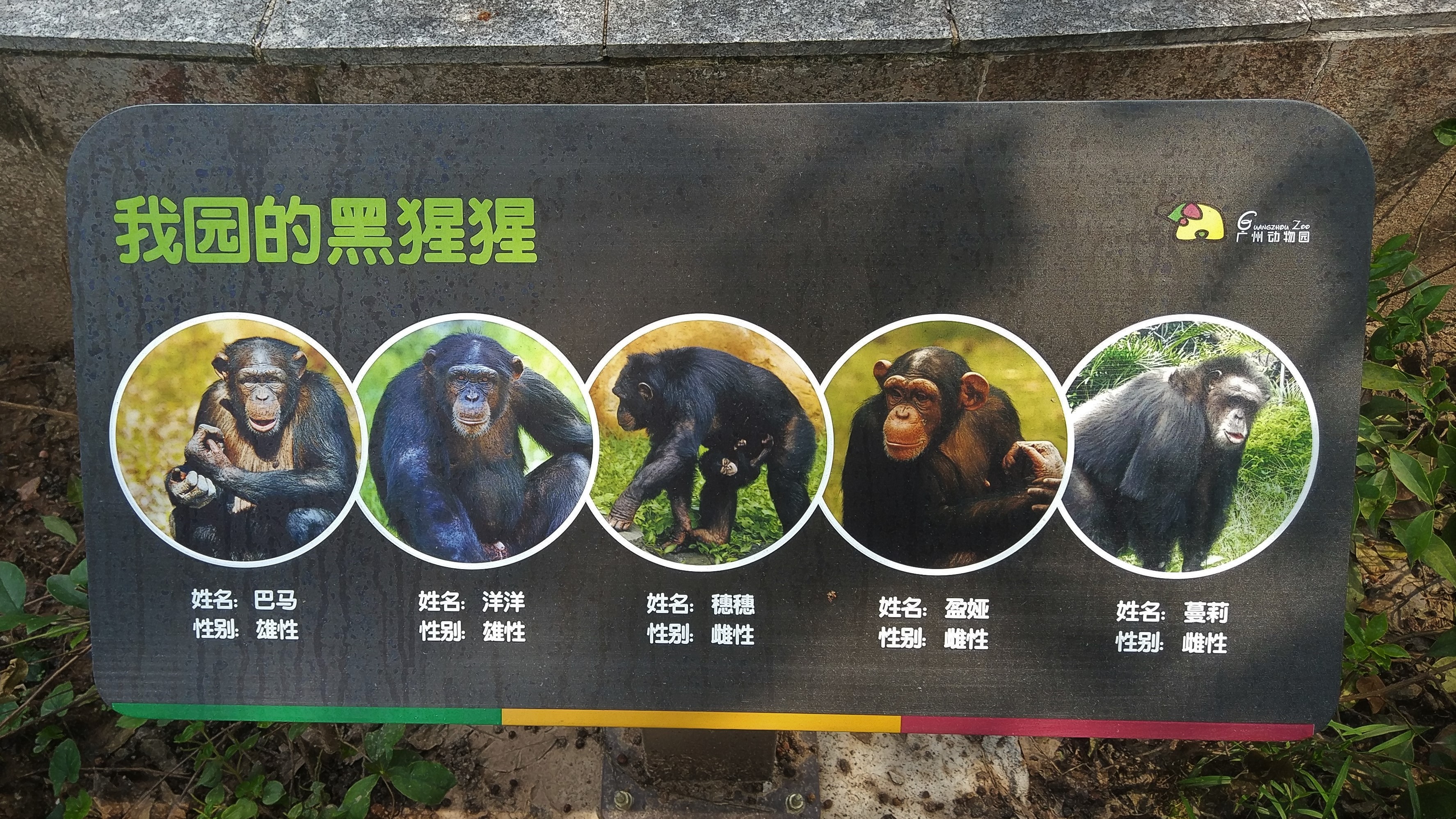Chimpanzee Signage