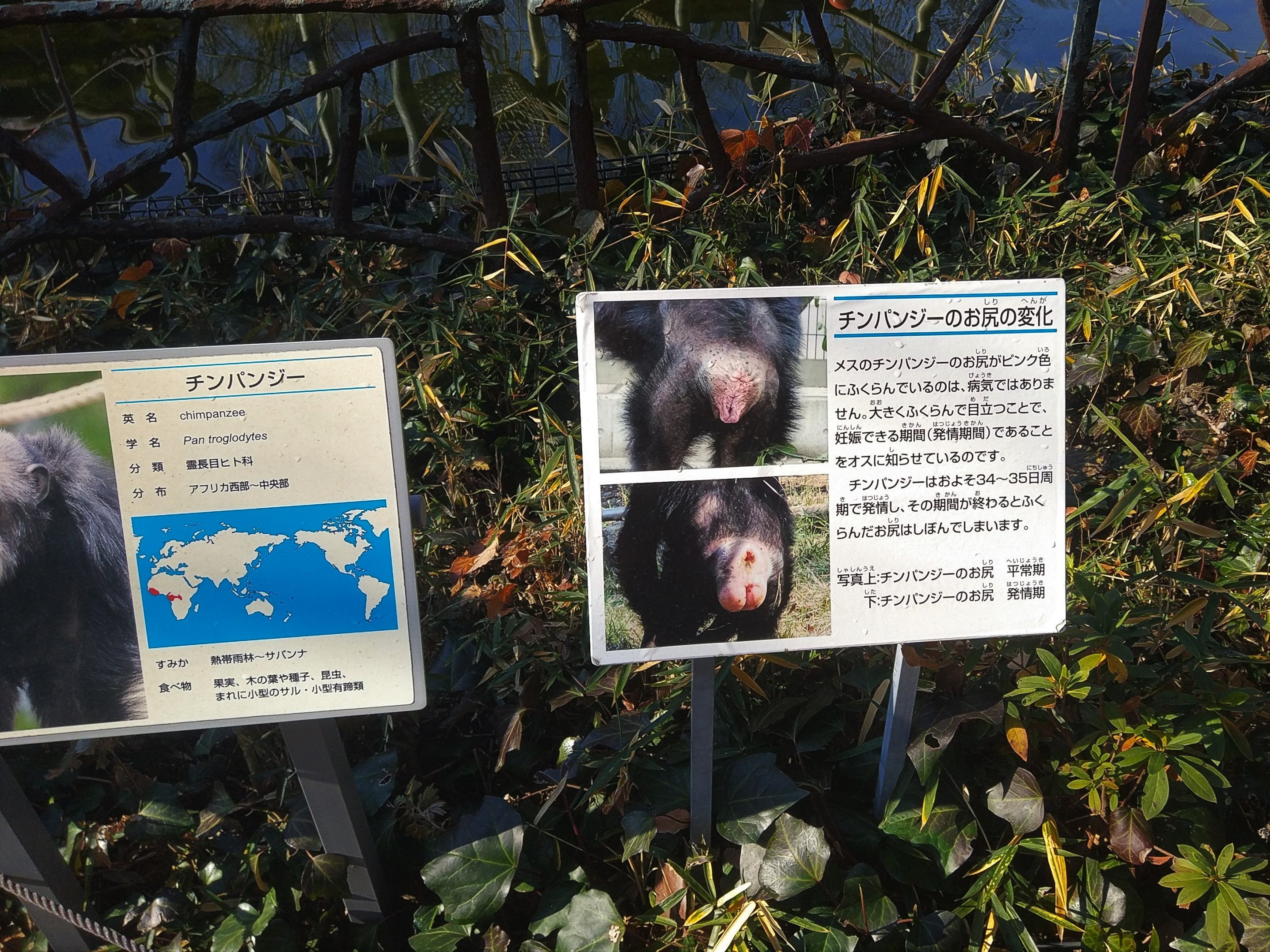 Chimpanzee Signage