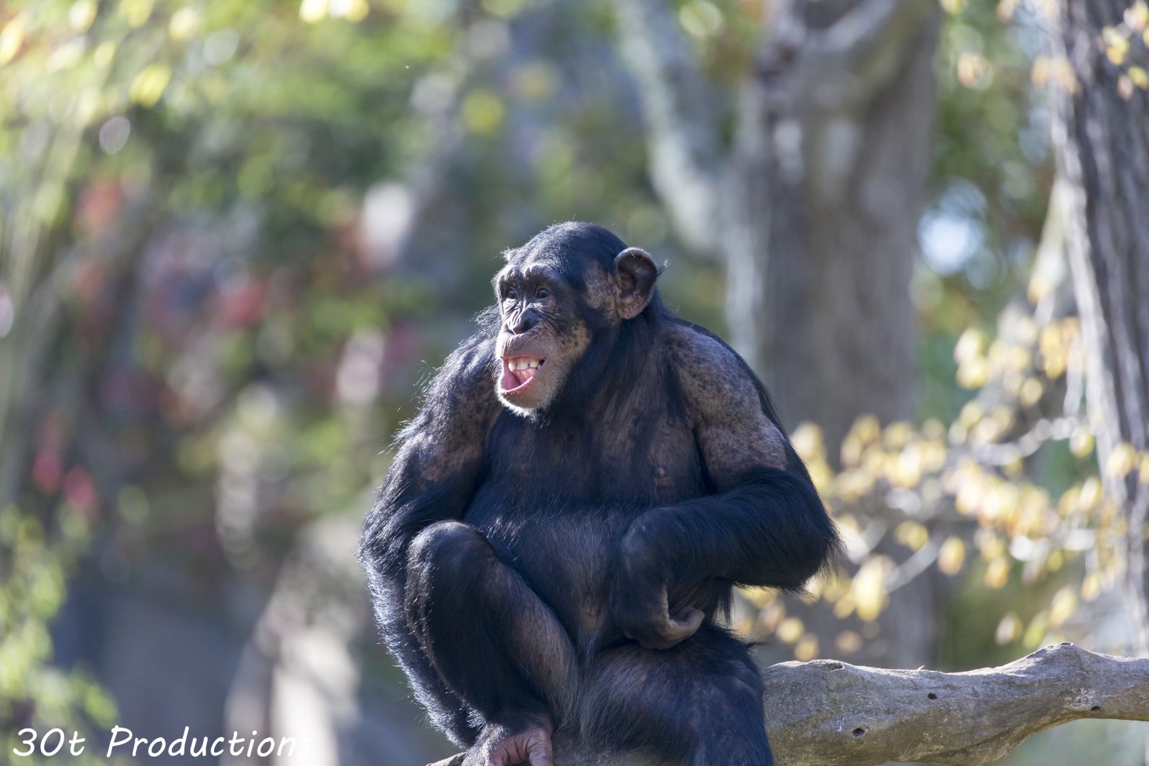 Chimpanzee sitting on a tree