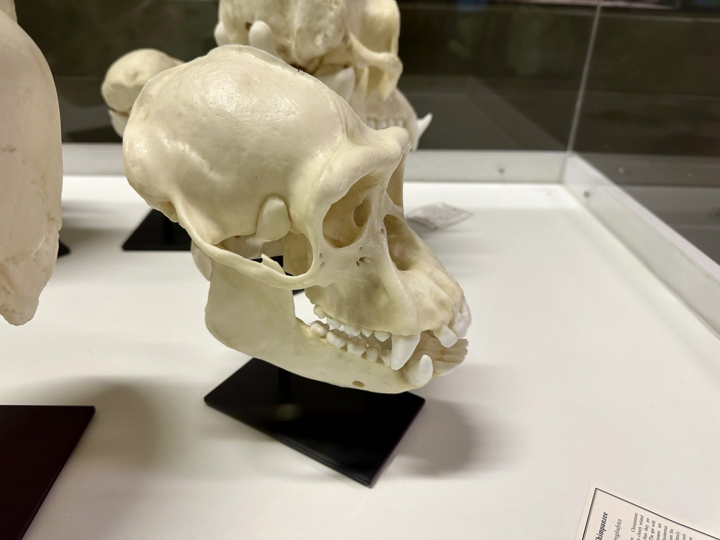 Chimpanzee Skull