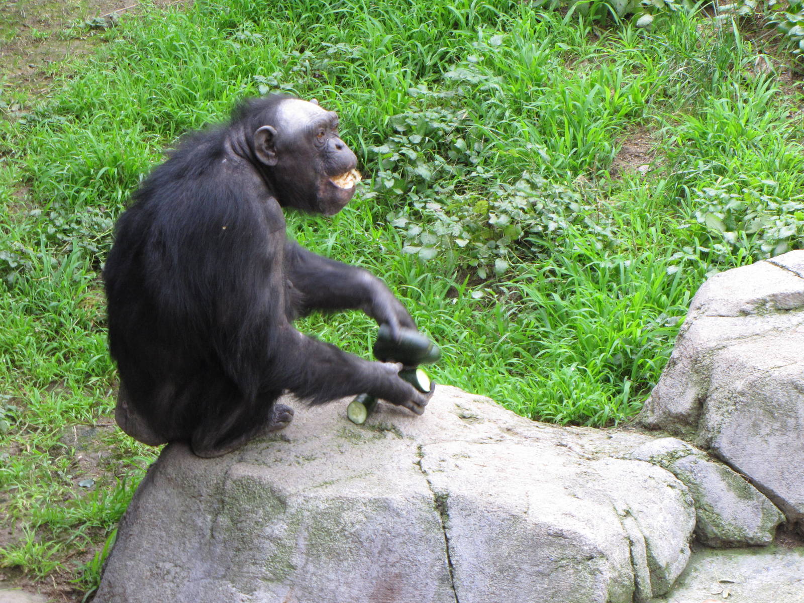 Chimpanzee Snack Time