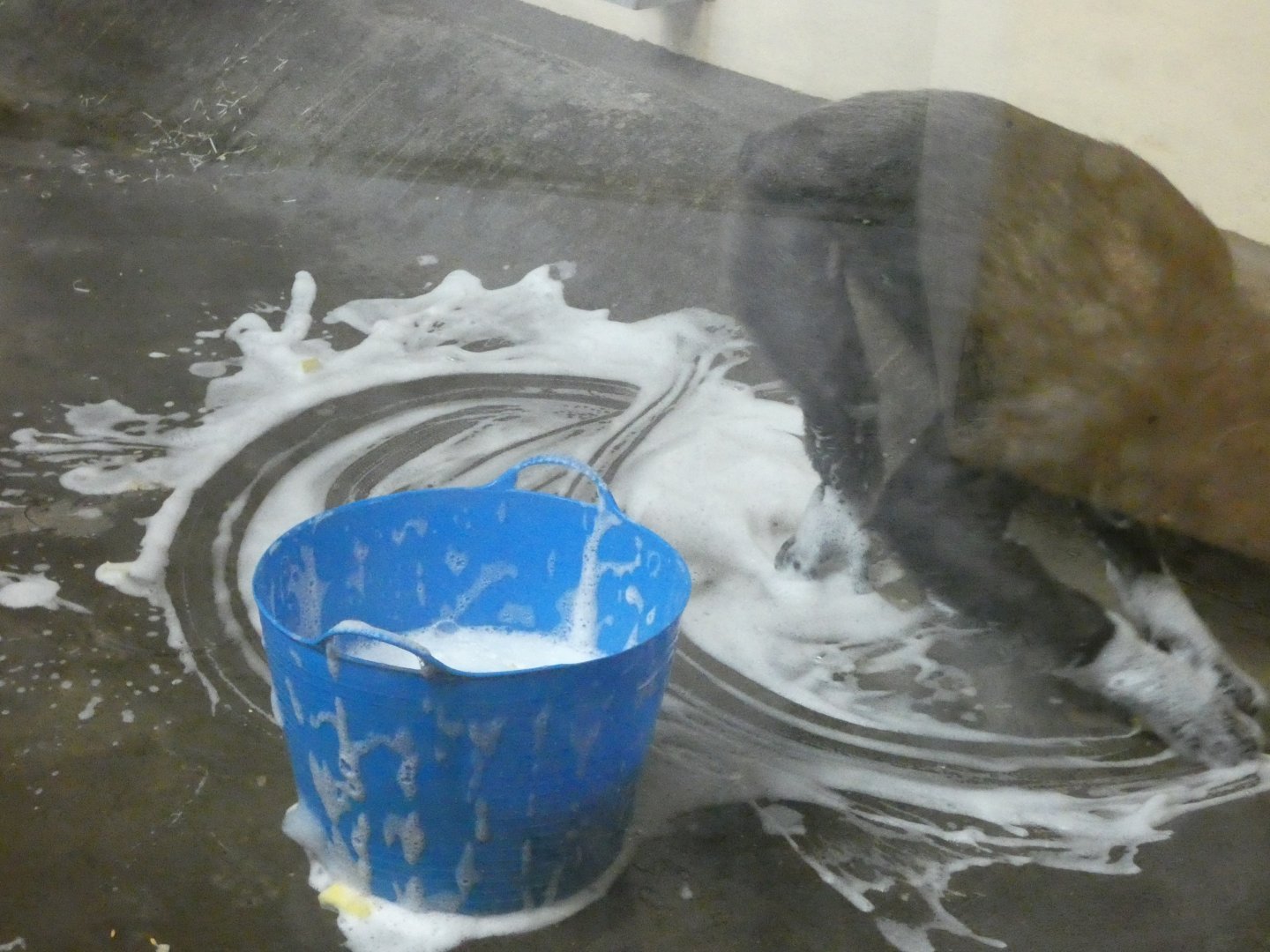 Chimpanzee soapy water enrichment