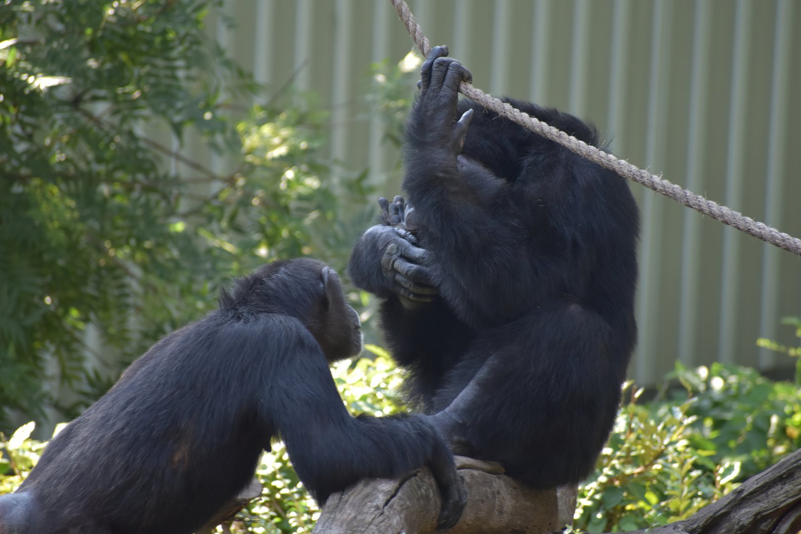 Chimpanzee Socializing