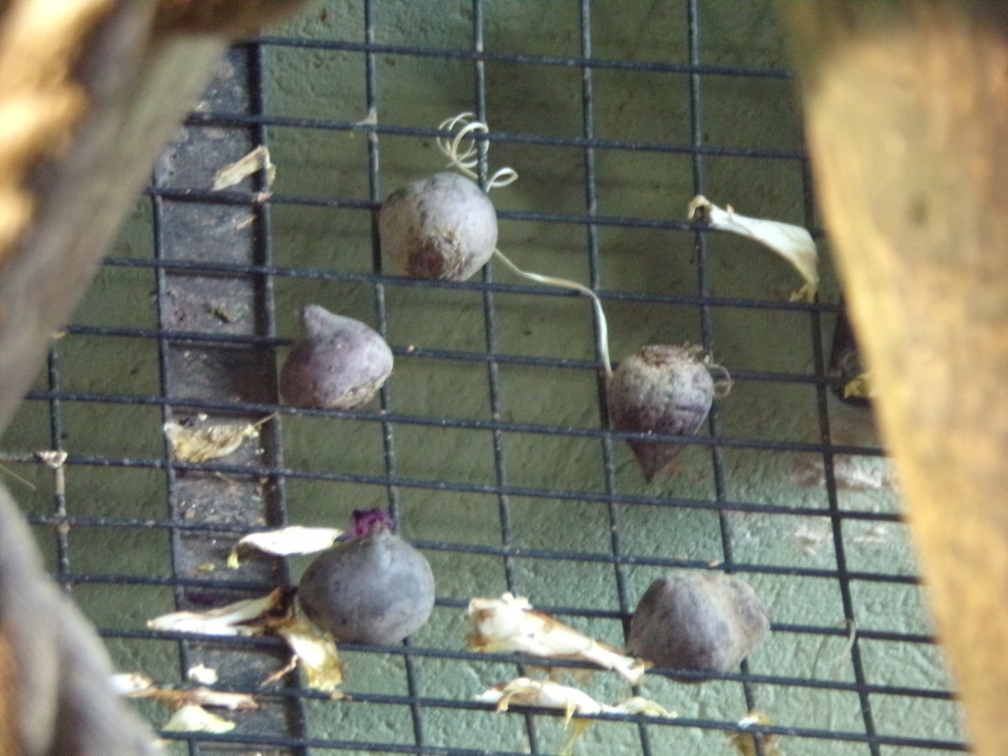 Chimpanzee storing turnips 22.7.23