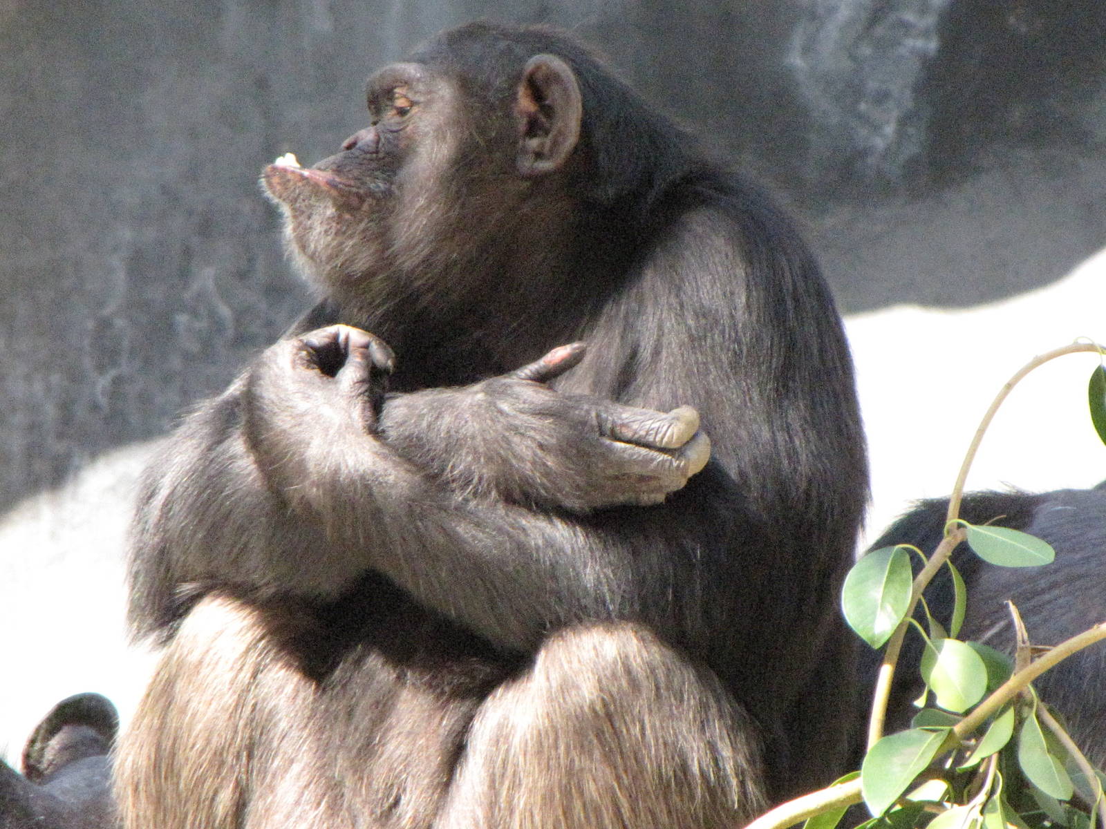 Chimpanzee Sucking On A Piece Of Snow: Snow Day 2