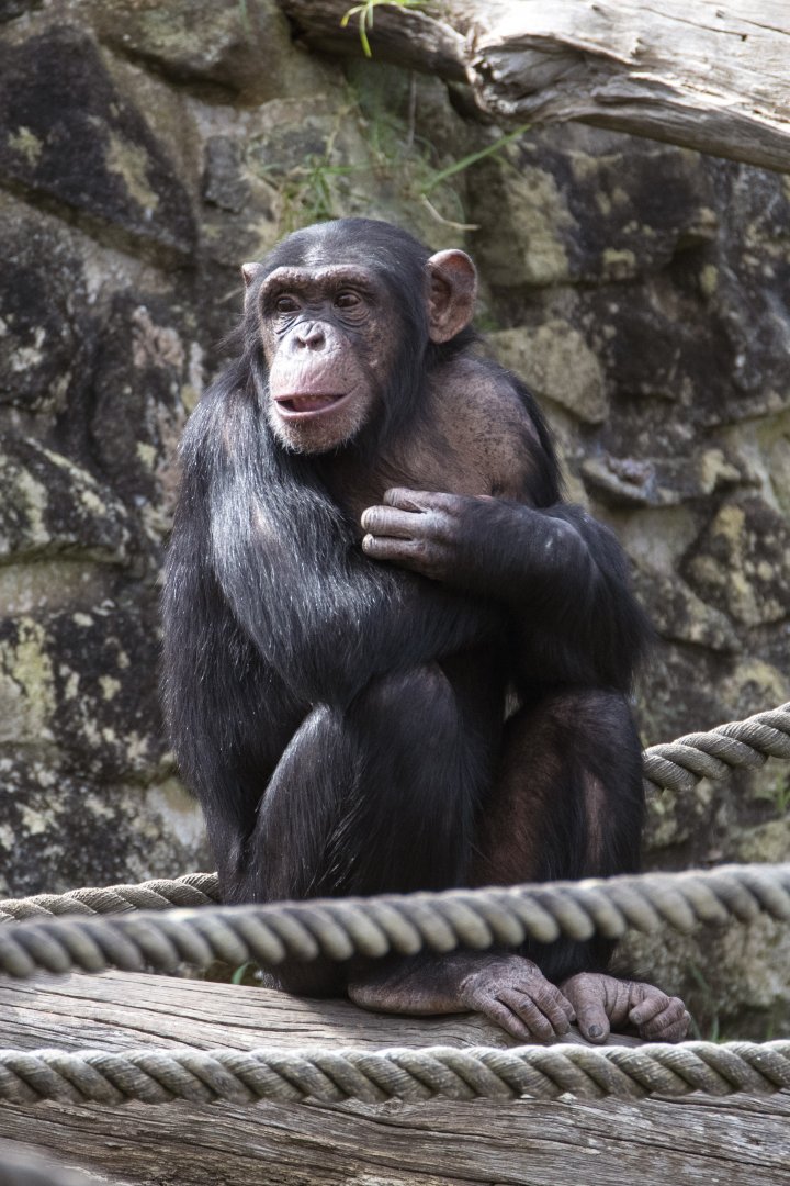 Chimpanzee 'Sudi'