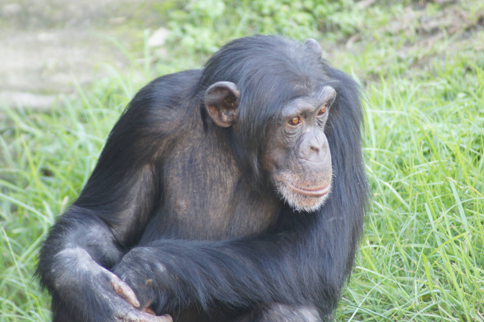 Chimpanzee (Sule)