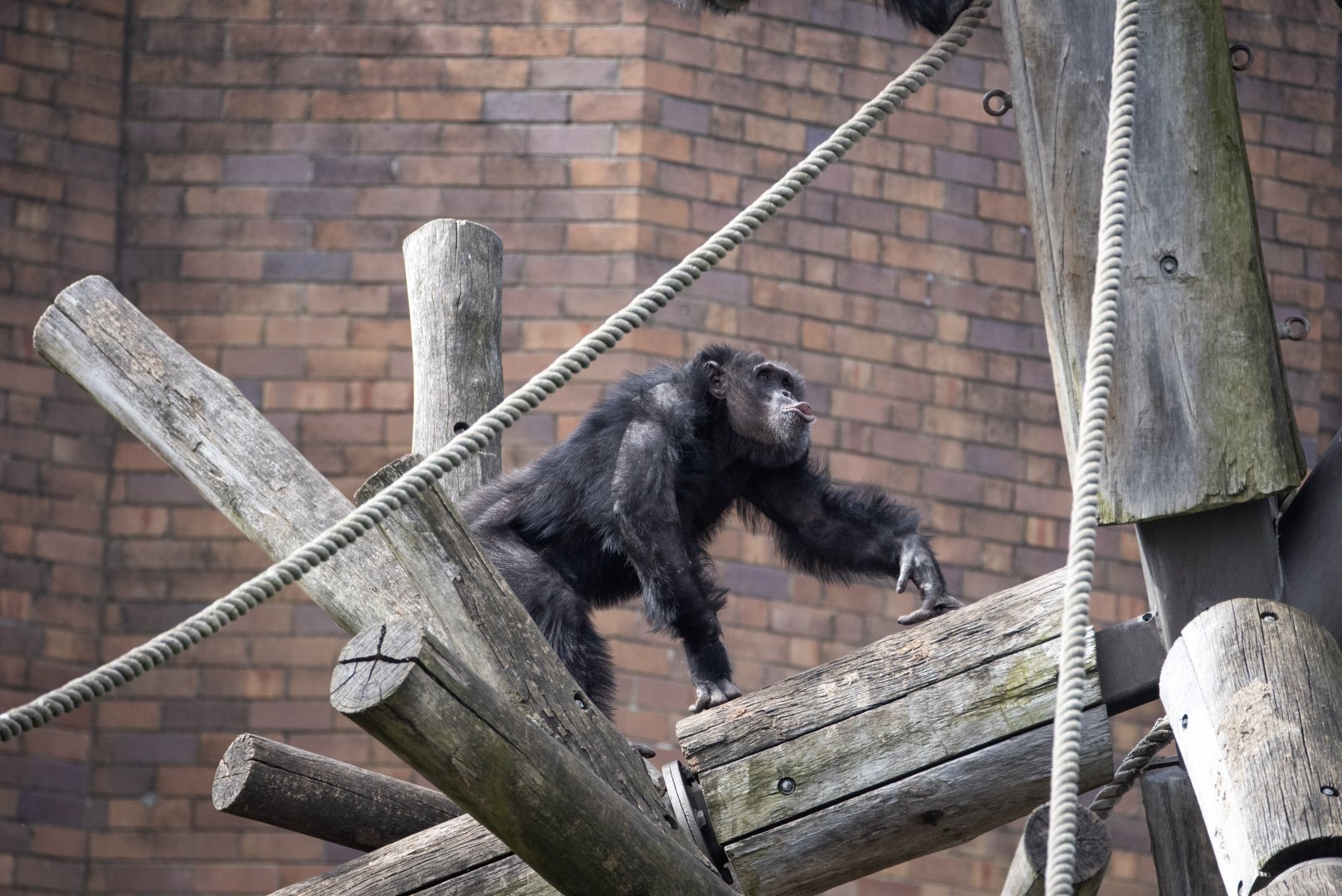 Chimpanzee 'Sule'