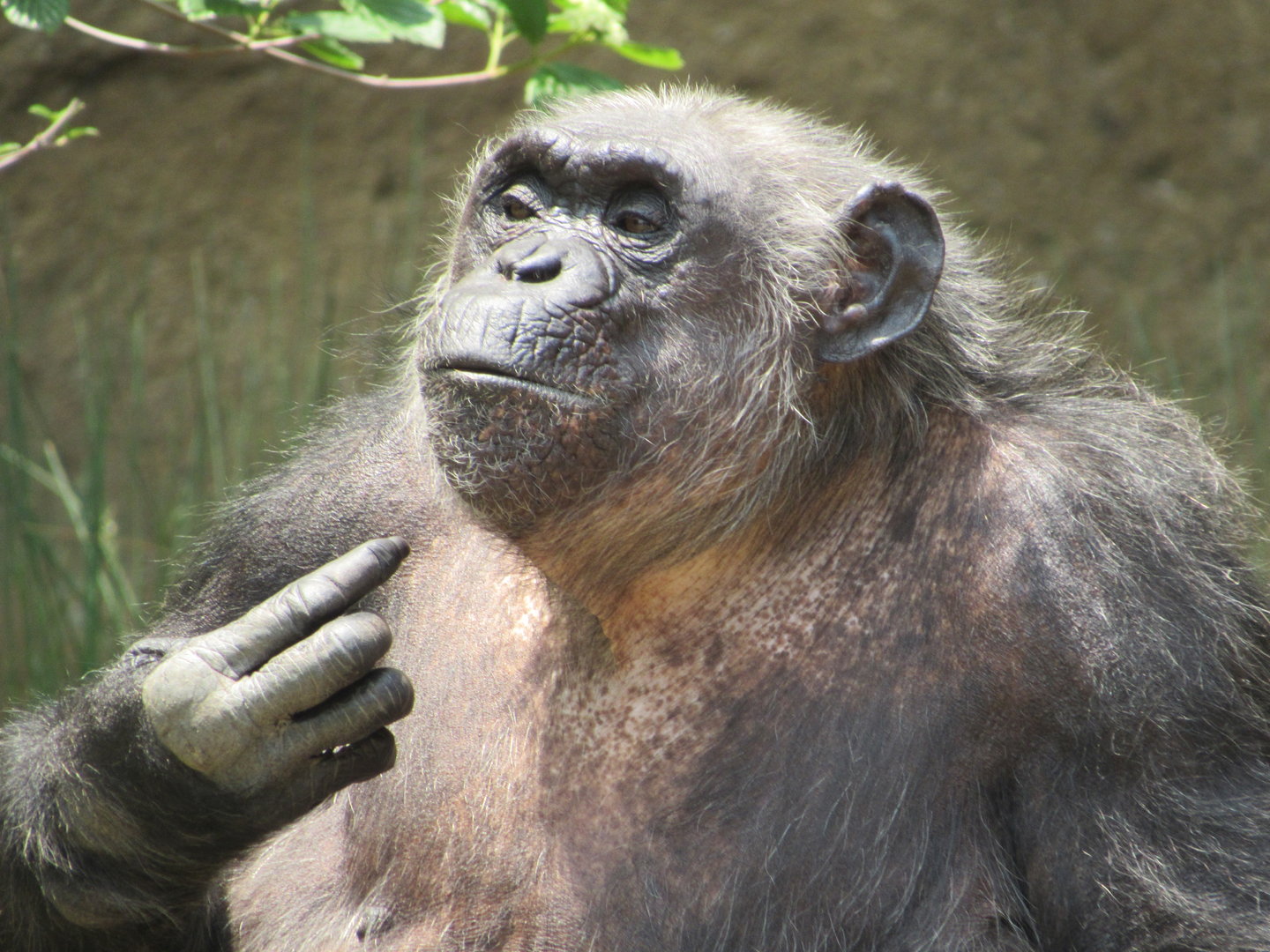 Chimpanzee Susie - 6/18/23