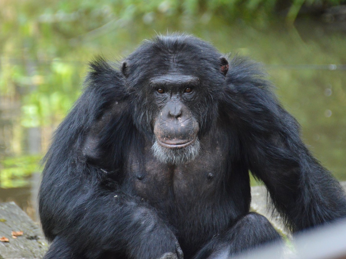 Chimpanzee Svabba