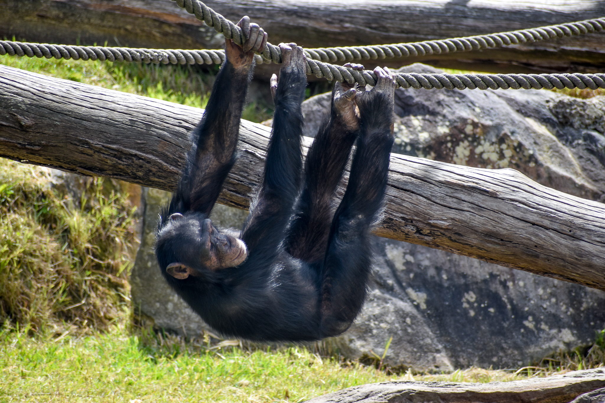 Chimpanzee swinging