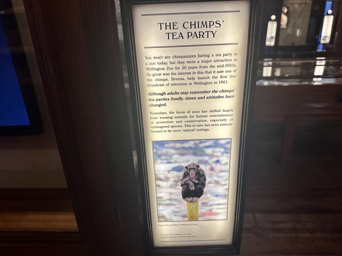 Chimpanzee Tea Party - Info Board