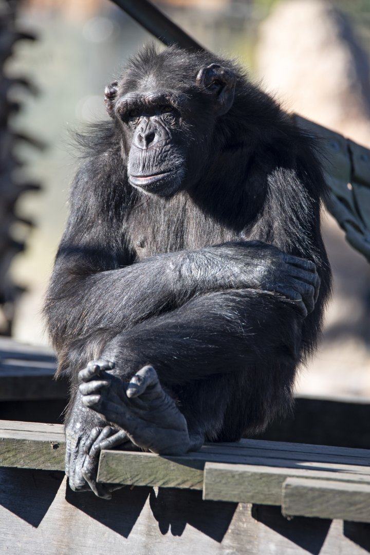 Chimpanzee 'Timmy'