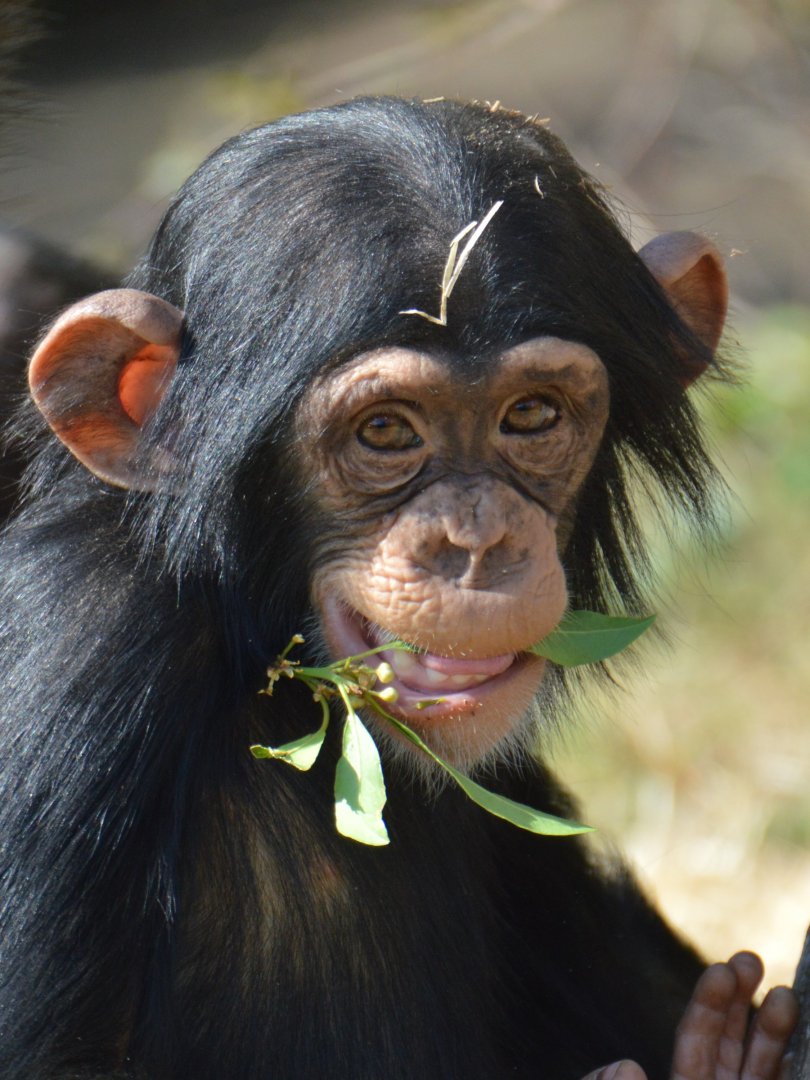 Chimpanzee toddler Jeff