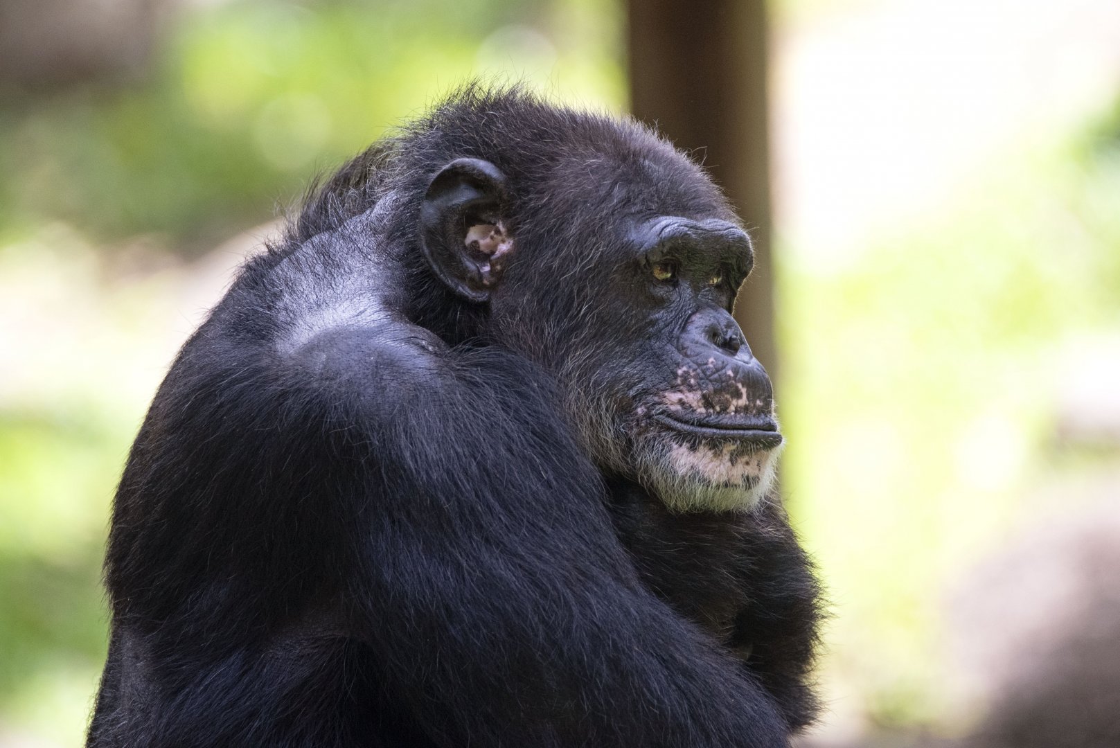 Chimpanzee 'Togo'