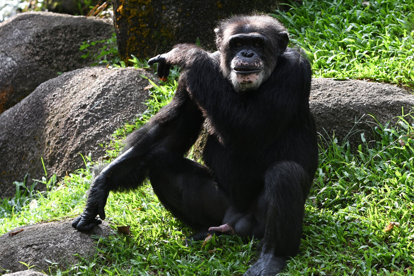 Chimpanzee "Togo"