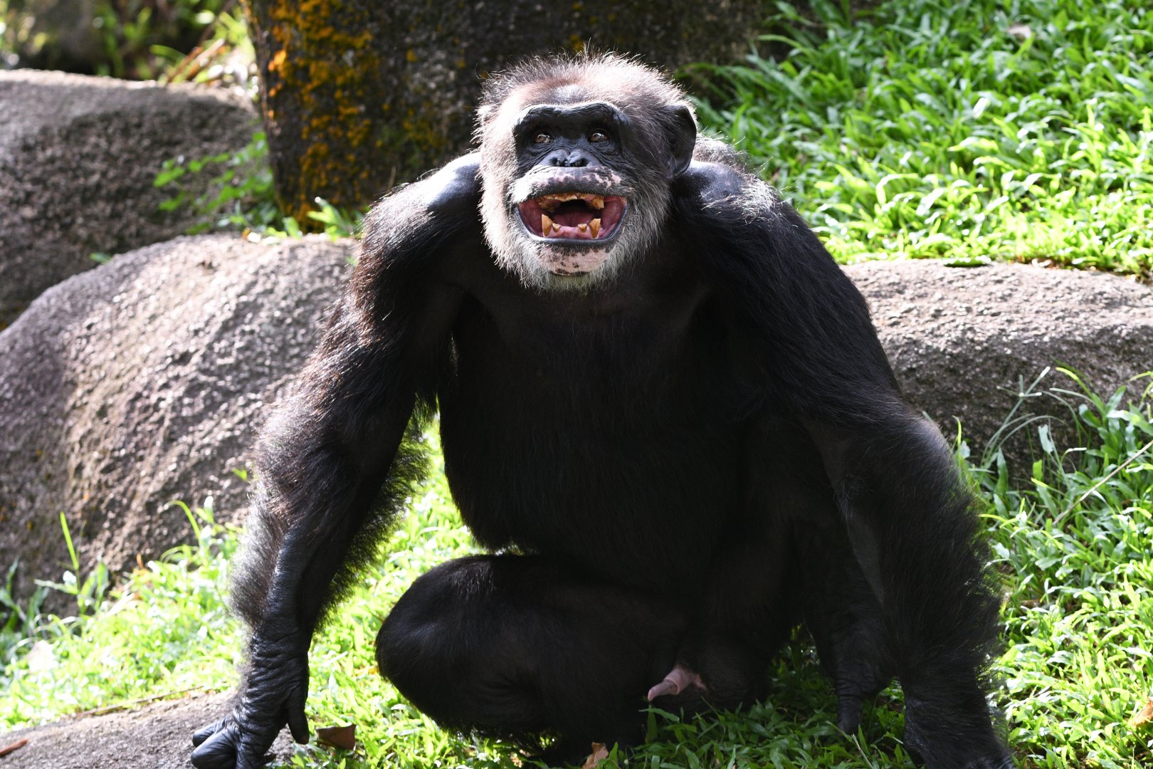 Chimpanzee "Togo"