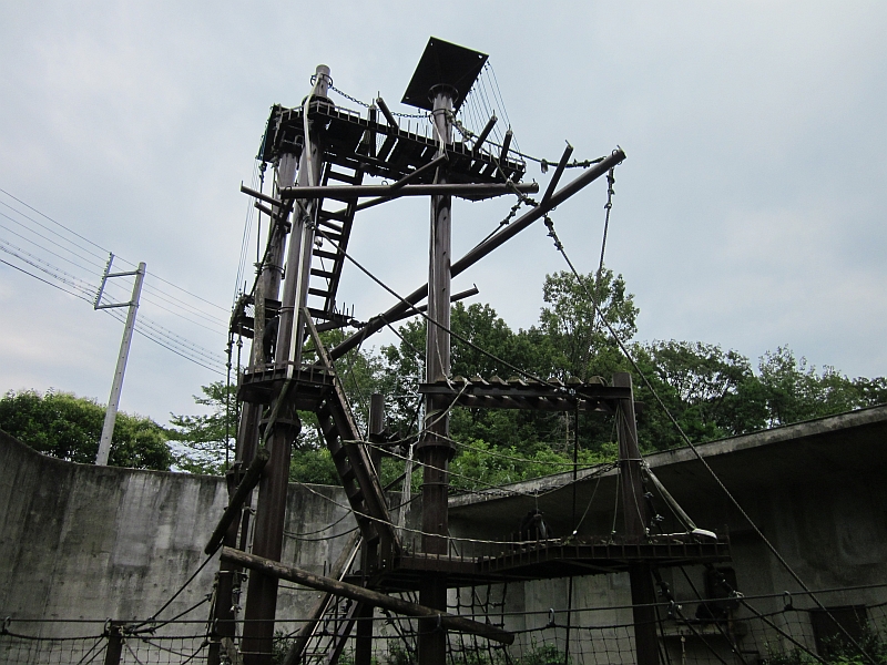 Chimpanzee tower