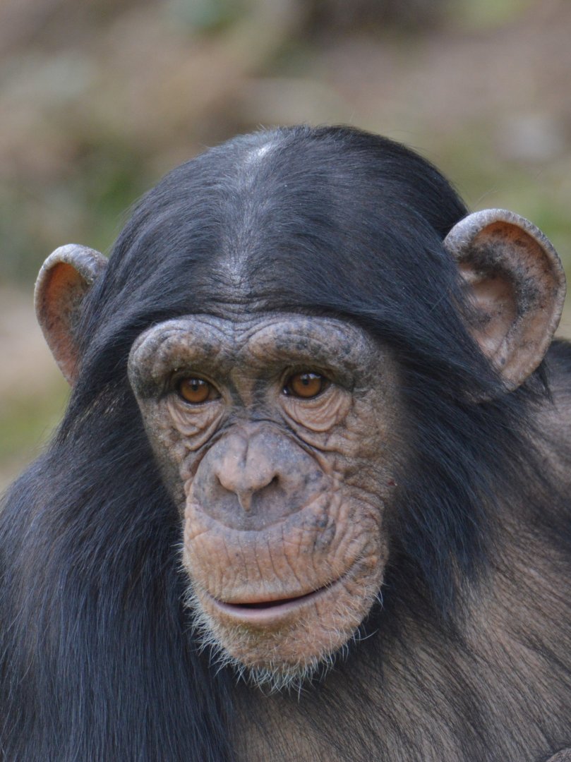 Chimpanzee Toyah