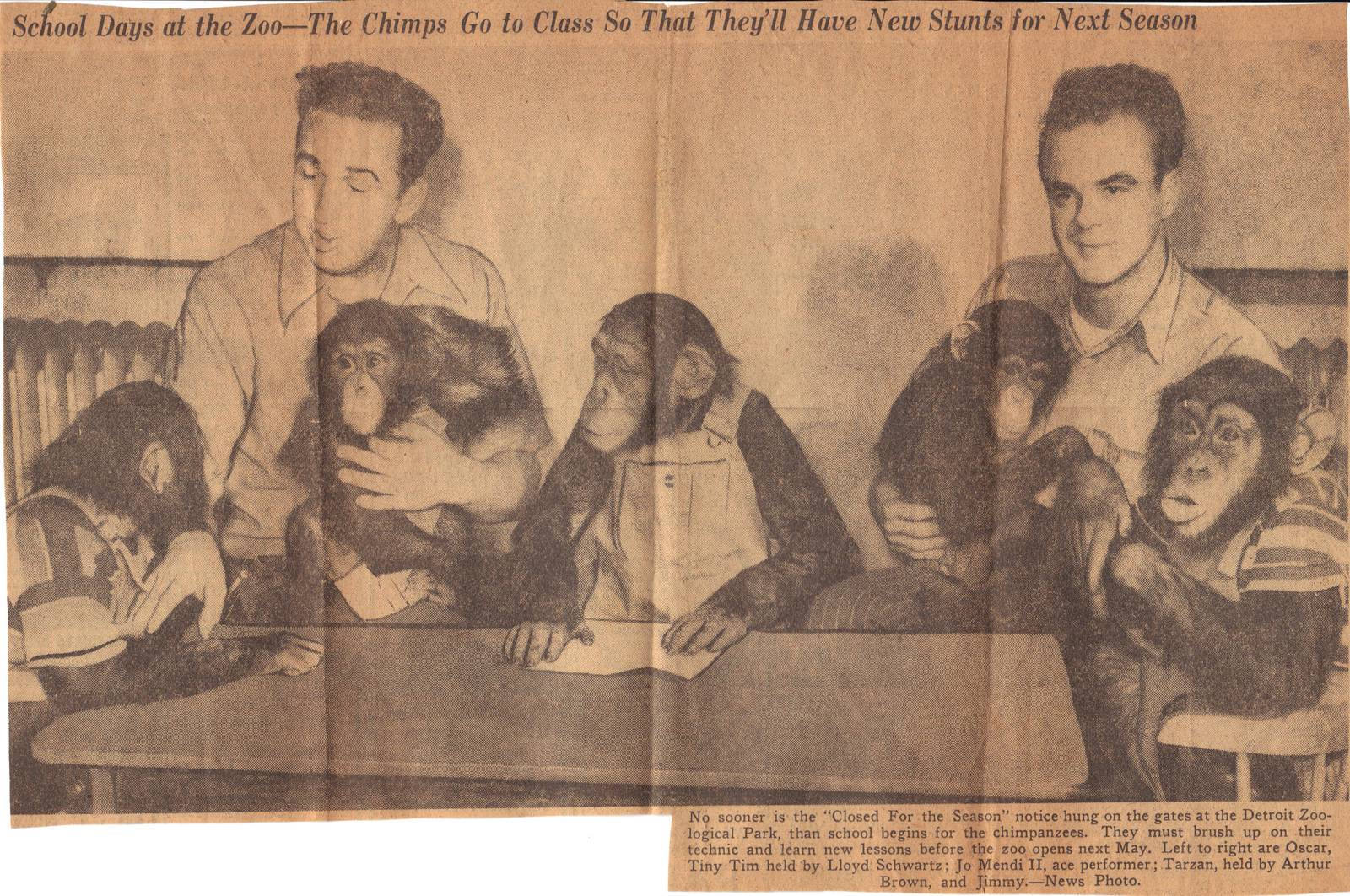 Chimpanzee training, circa early 1950s