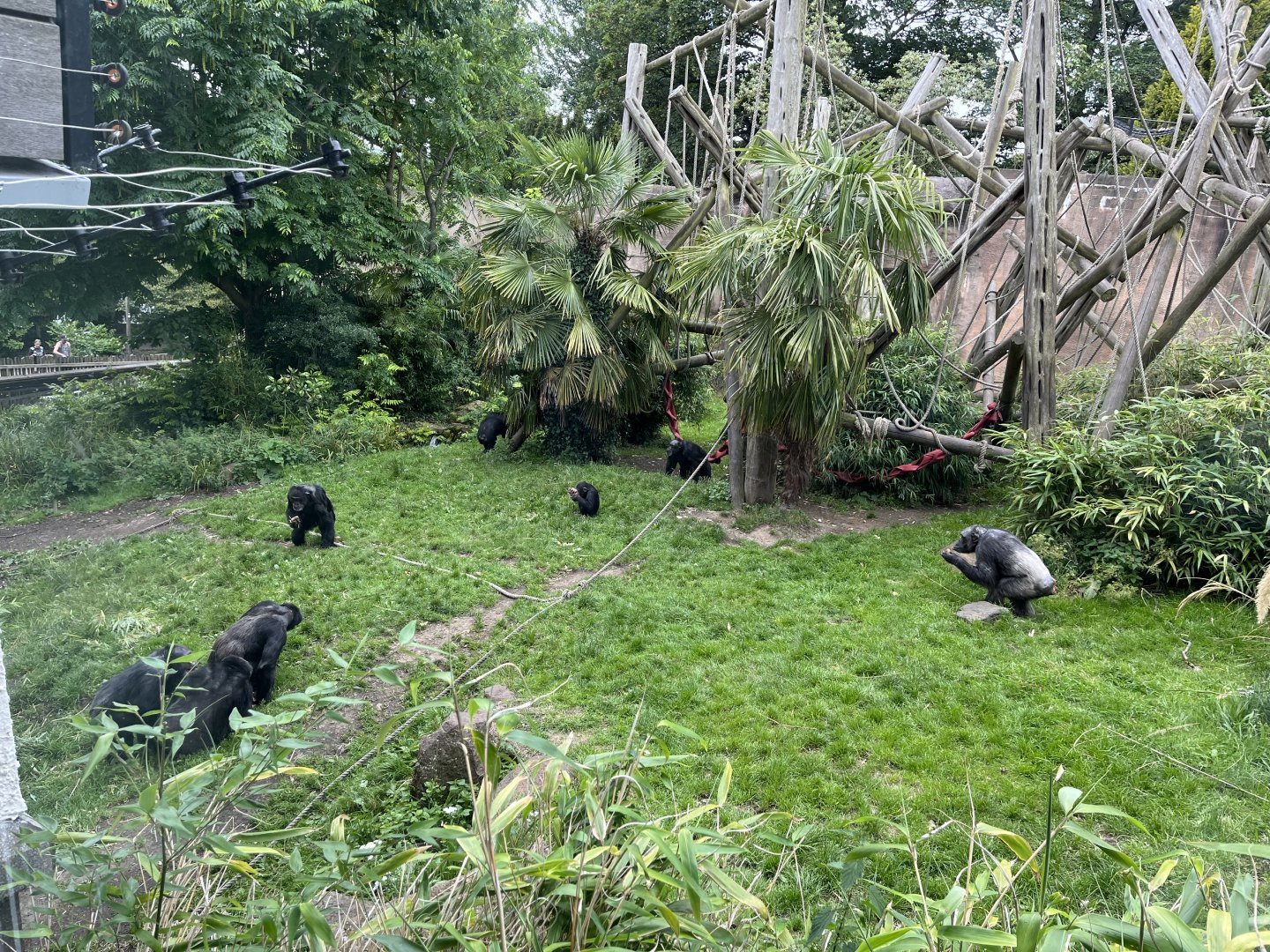 Chimpanzee troop 18.7.23