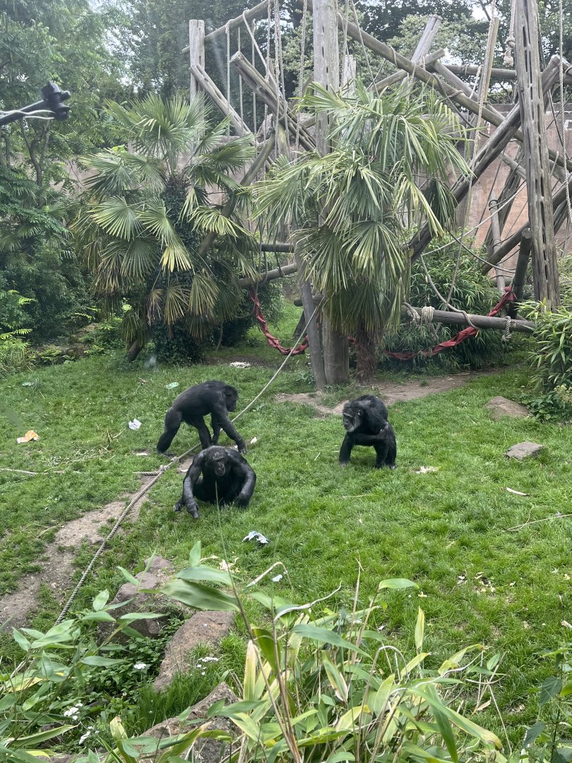 Chimpanzee troop 20.7.23