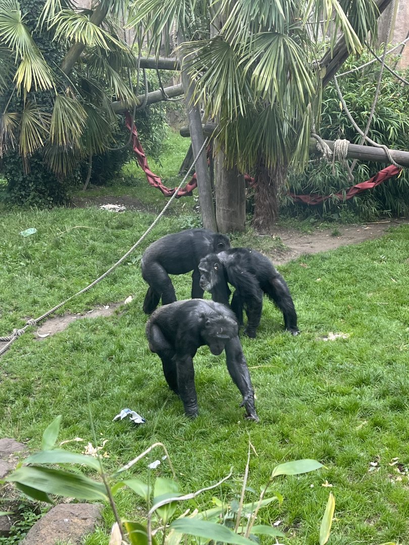 Chimpanzee troop 20.7.23