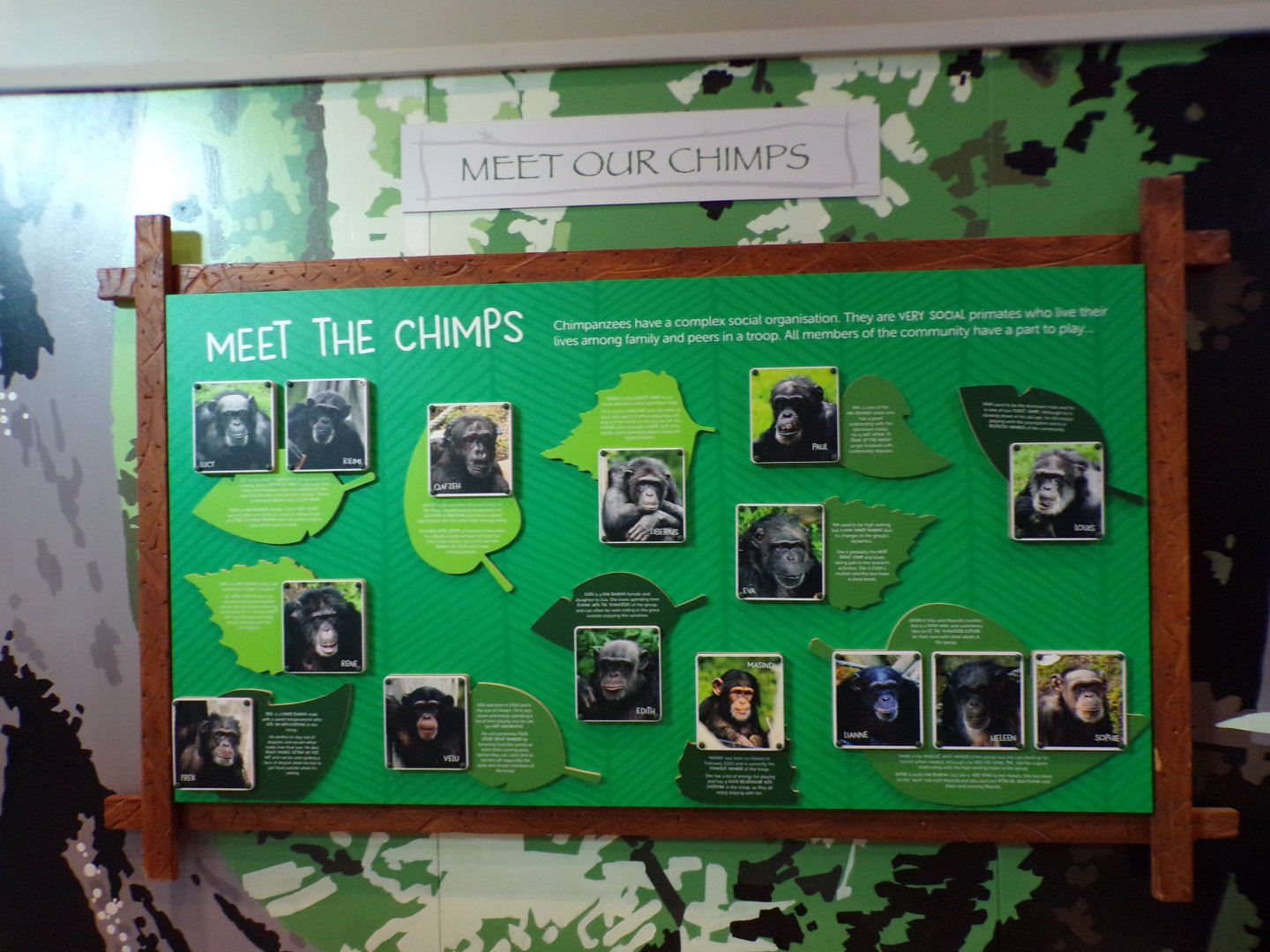 Chimpanzee troop as of 20.7.23