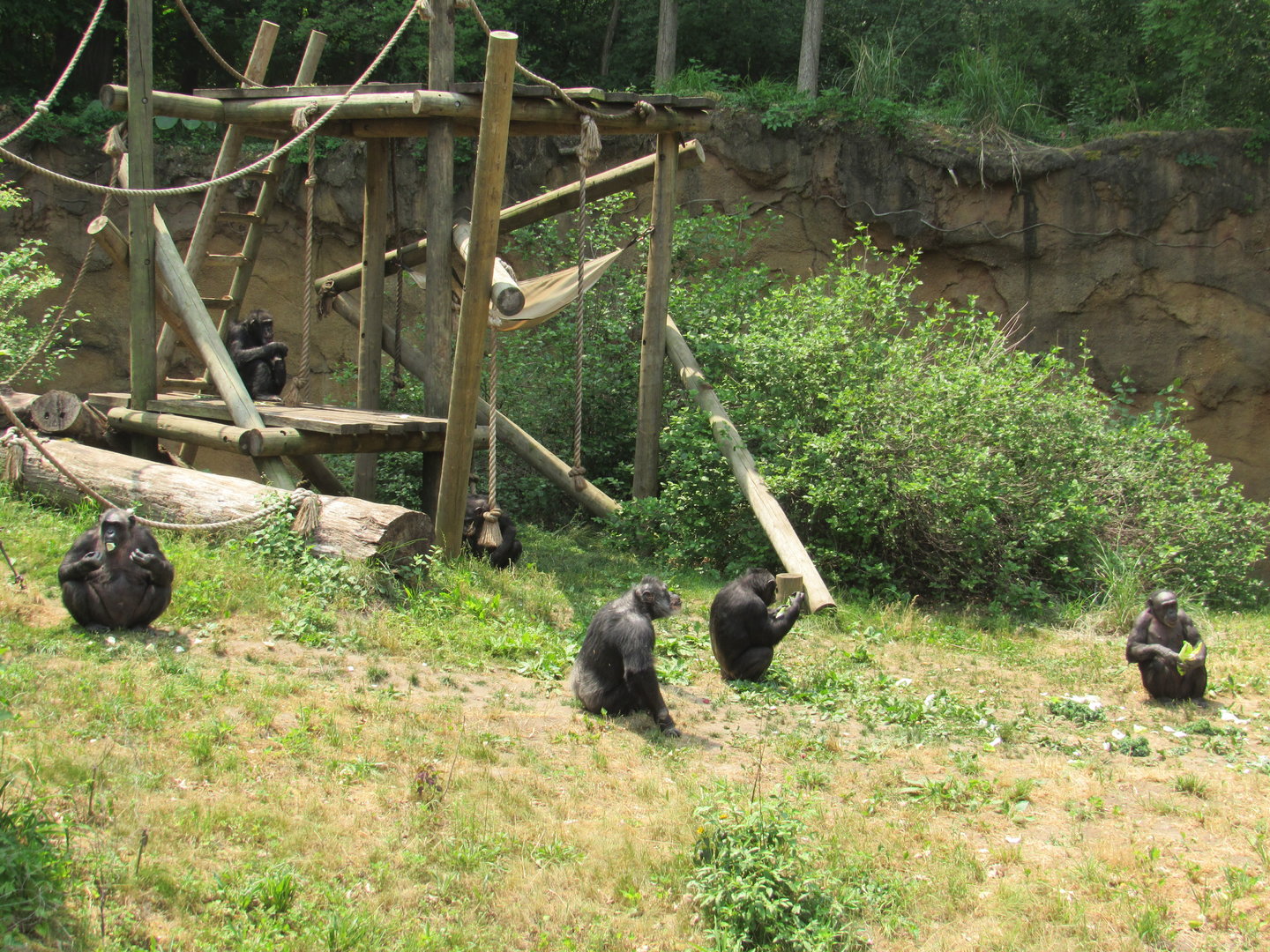 Chimpanzee troop at feeding time - 6/18/23