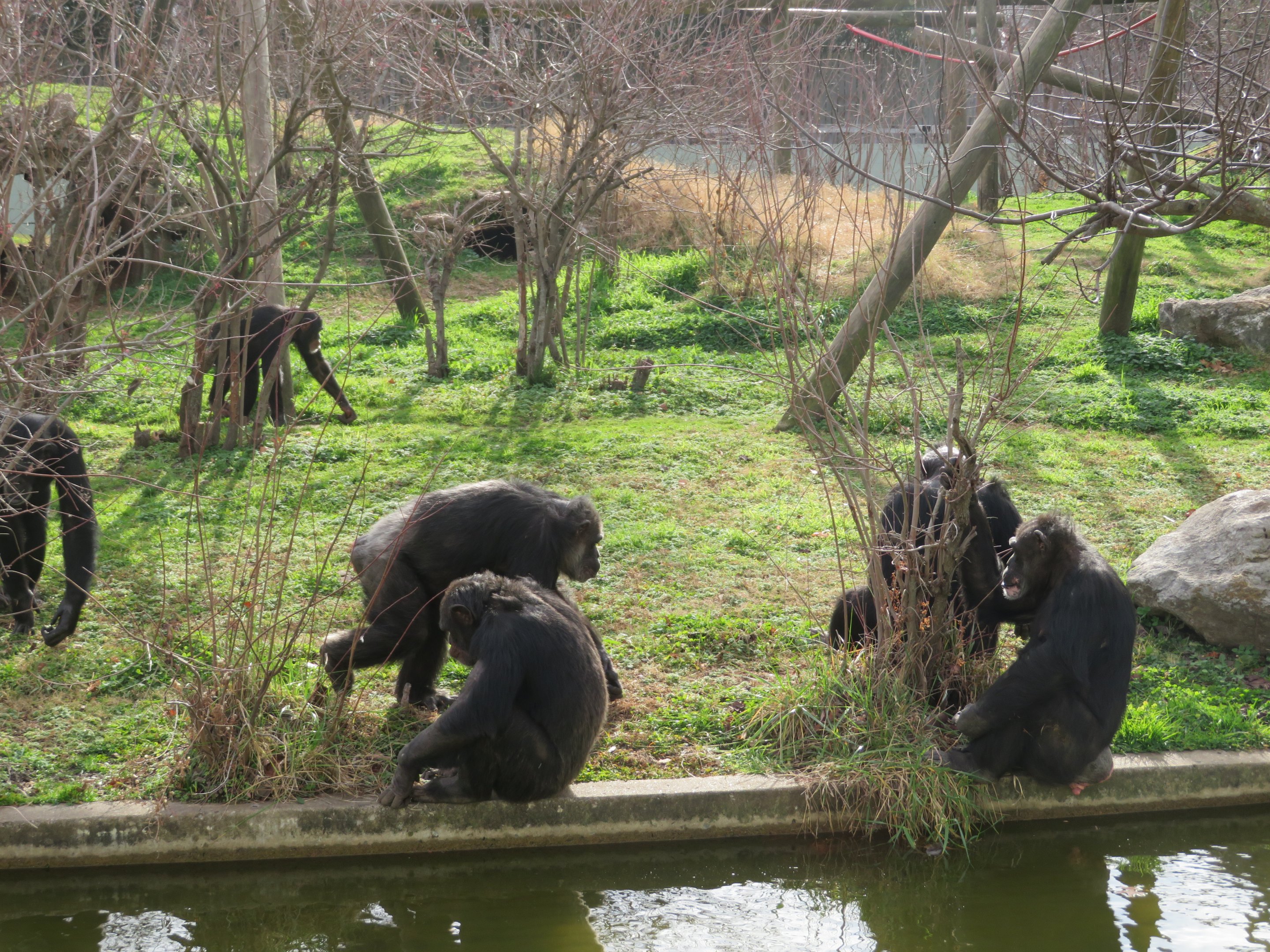 Chimpanzee Troop