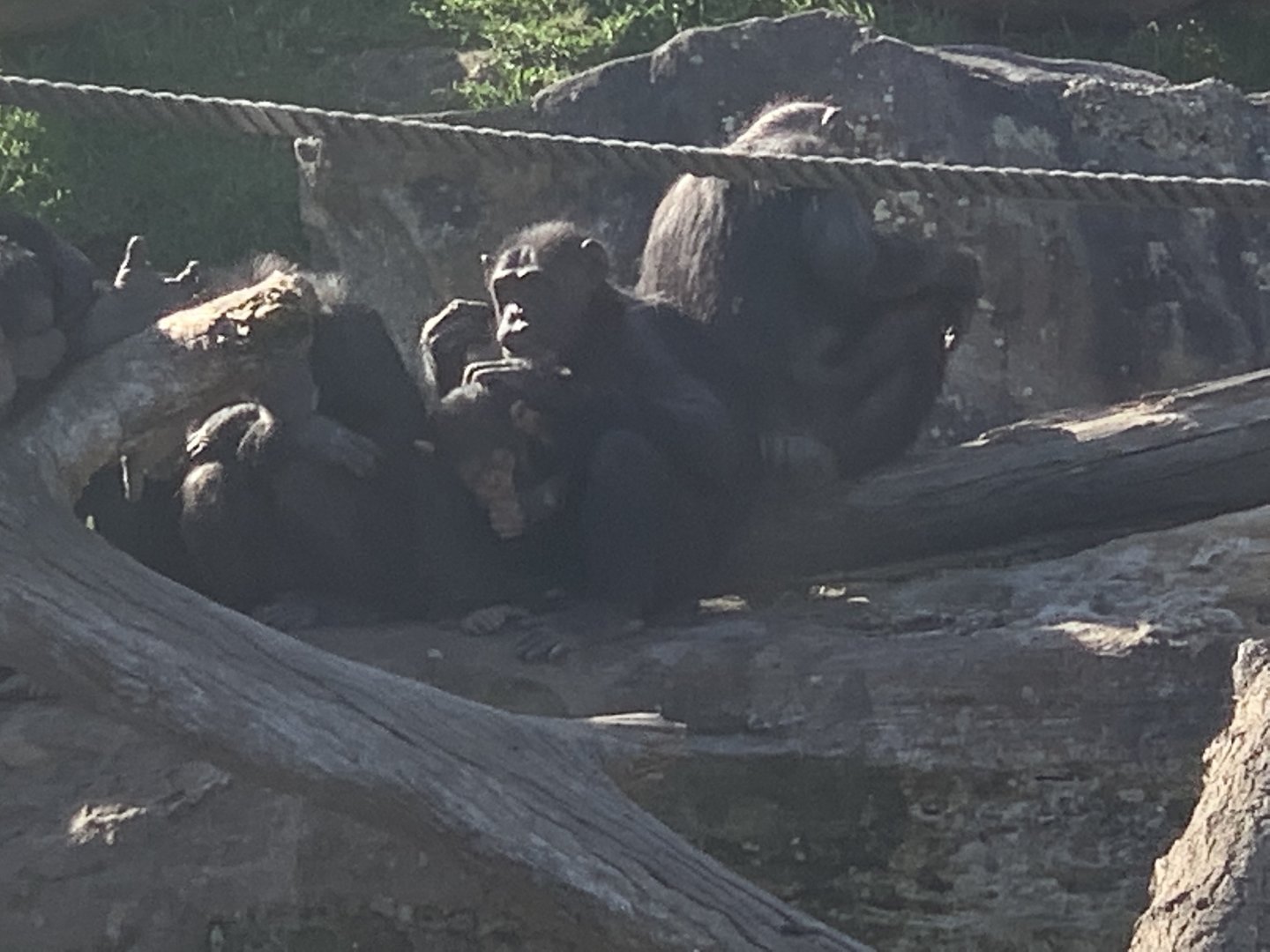 Chimpanzee troop
