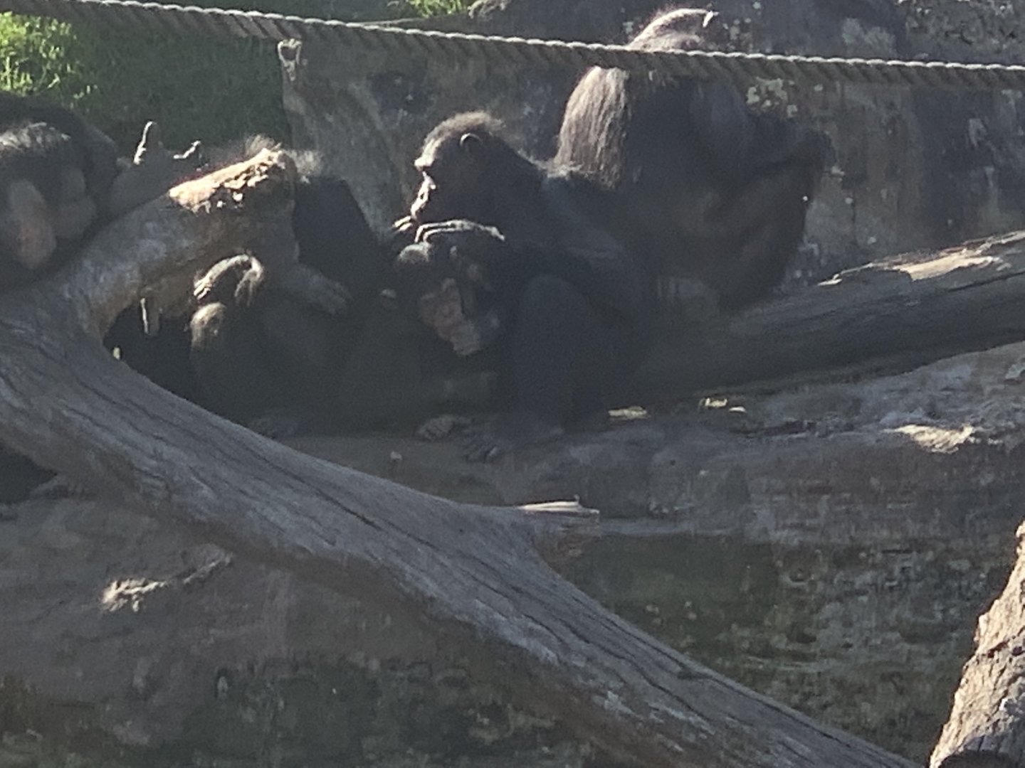 Chimpanzee troop