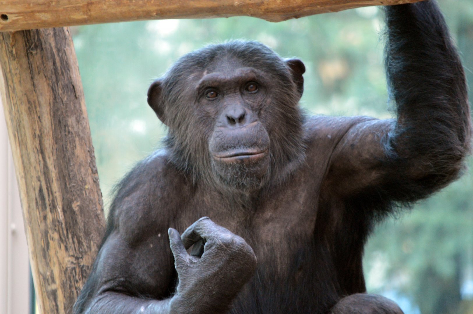 Chimpanzee 'Tuma'