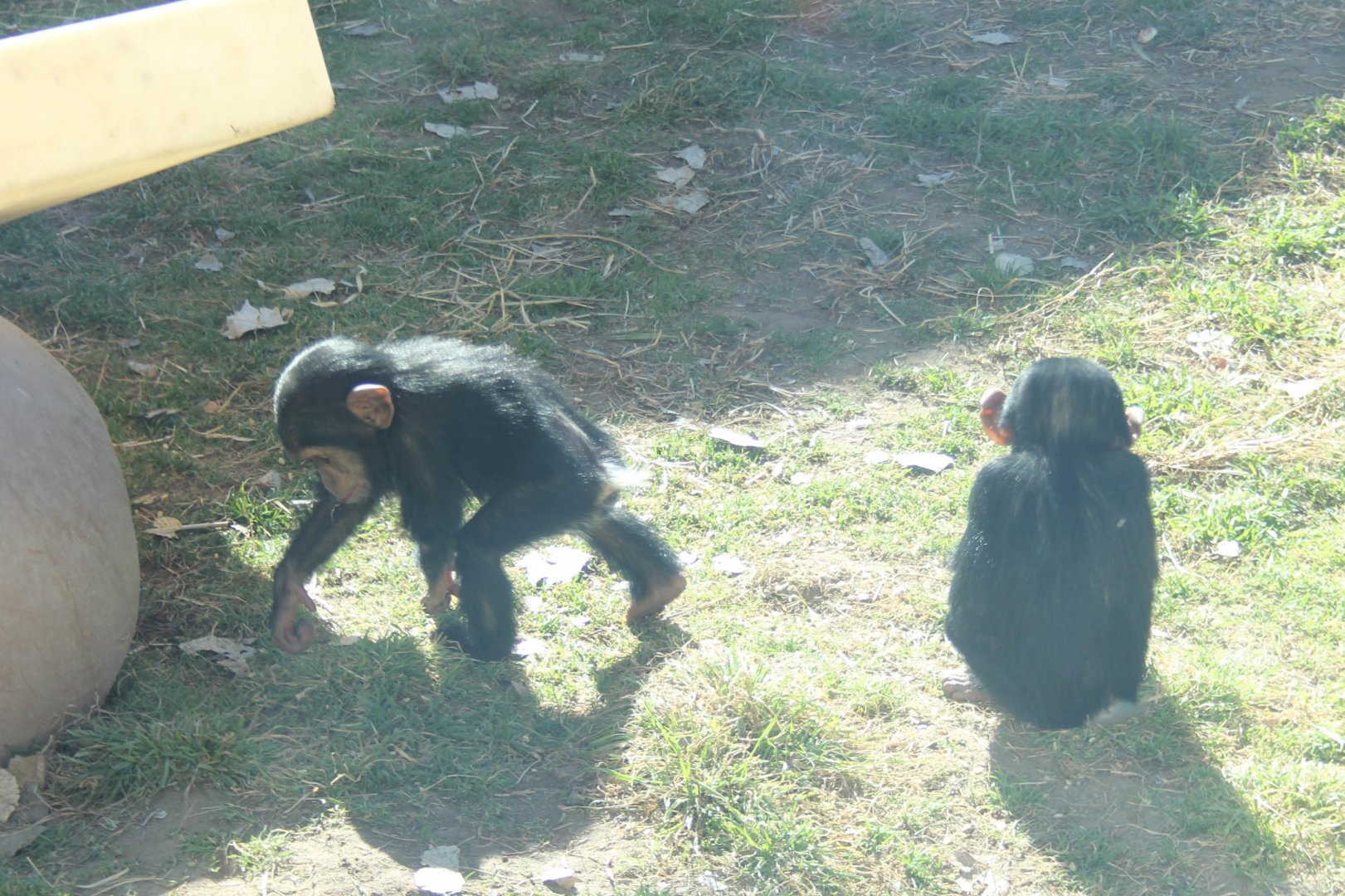 Chimpanzee Twins Feb. 13, 2016