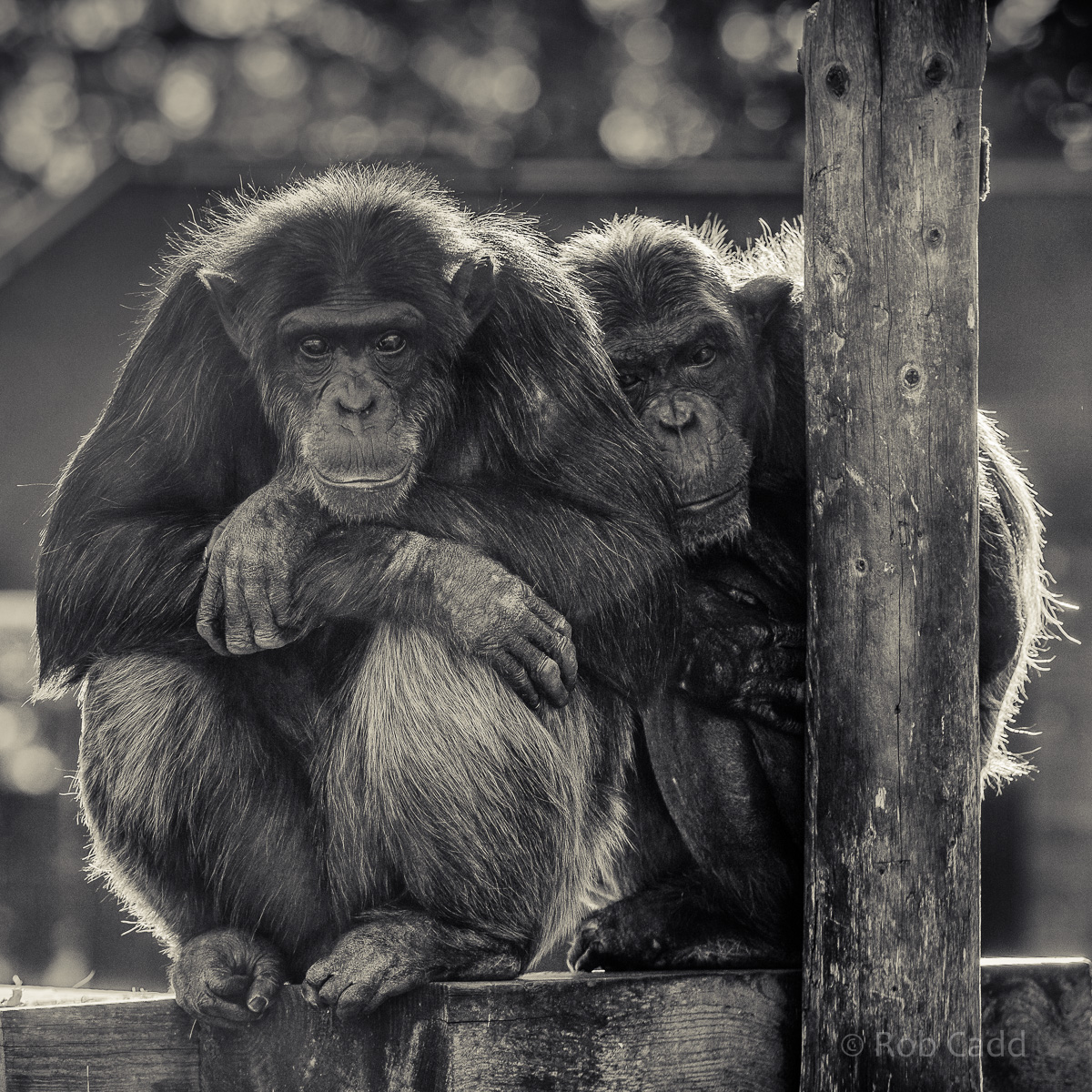 Chimpanzee : Twycross : 22 Oct 2015