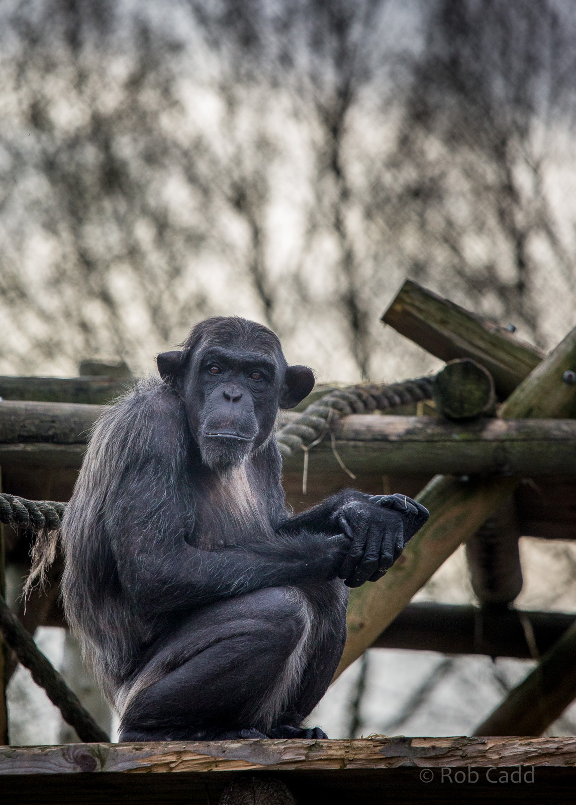 Chimpanzee : Twycross : 31 Oct 2014