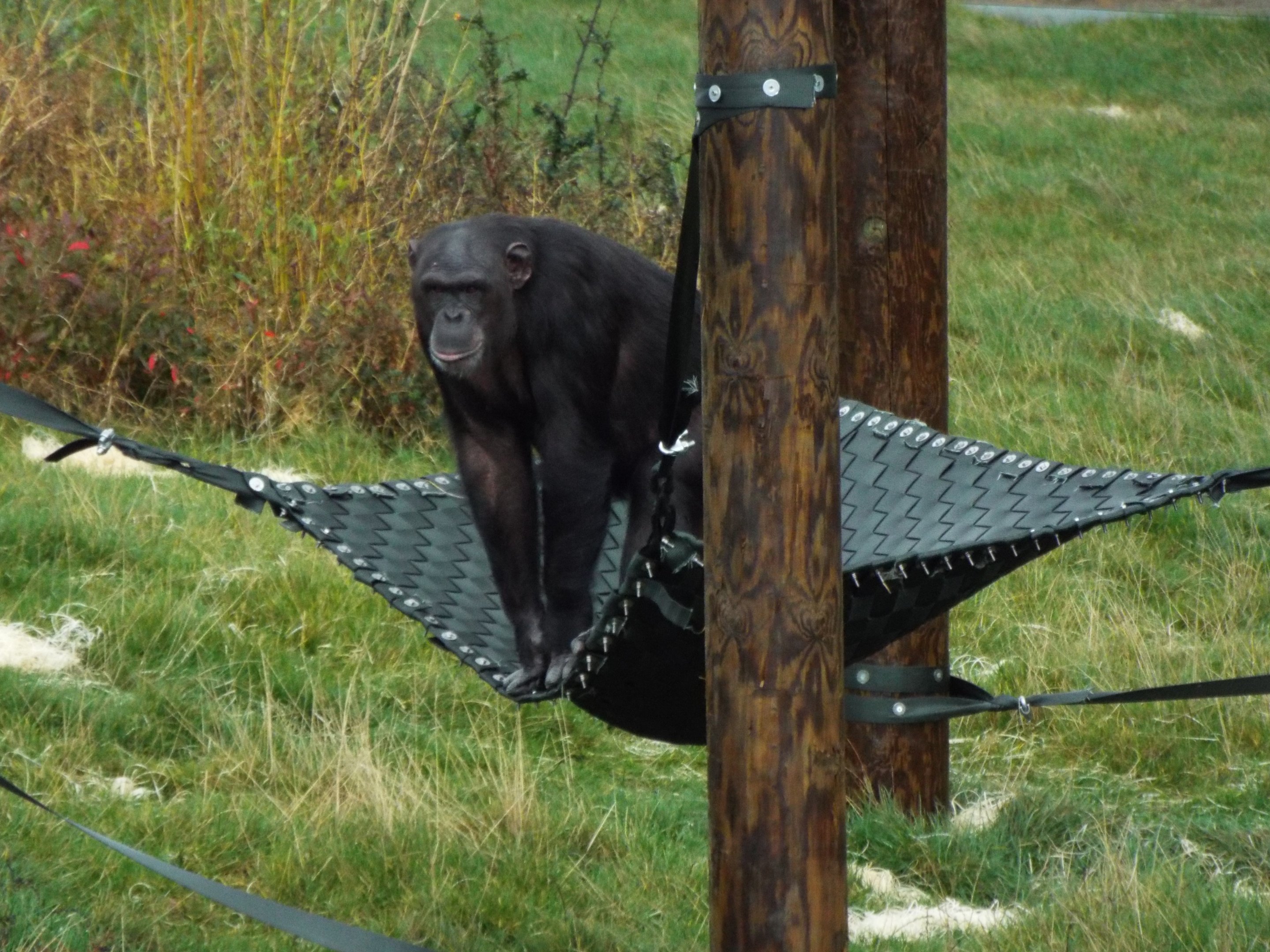 Chimpanzee - Twycross