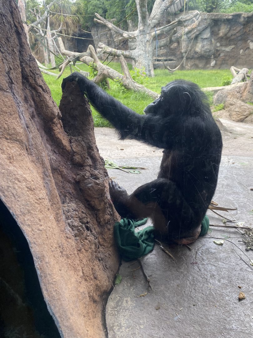 Chimpanzee using termite mound