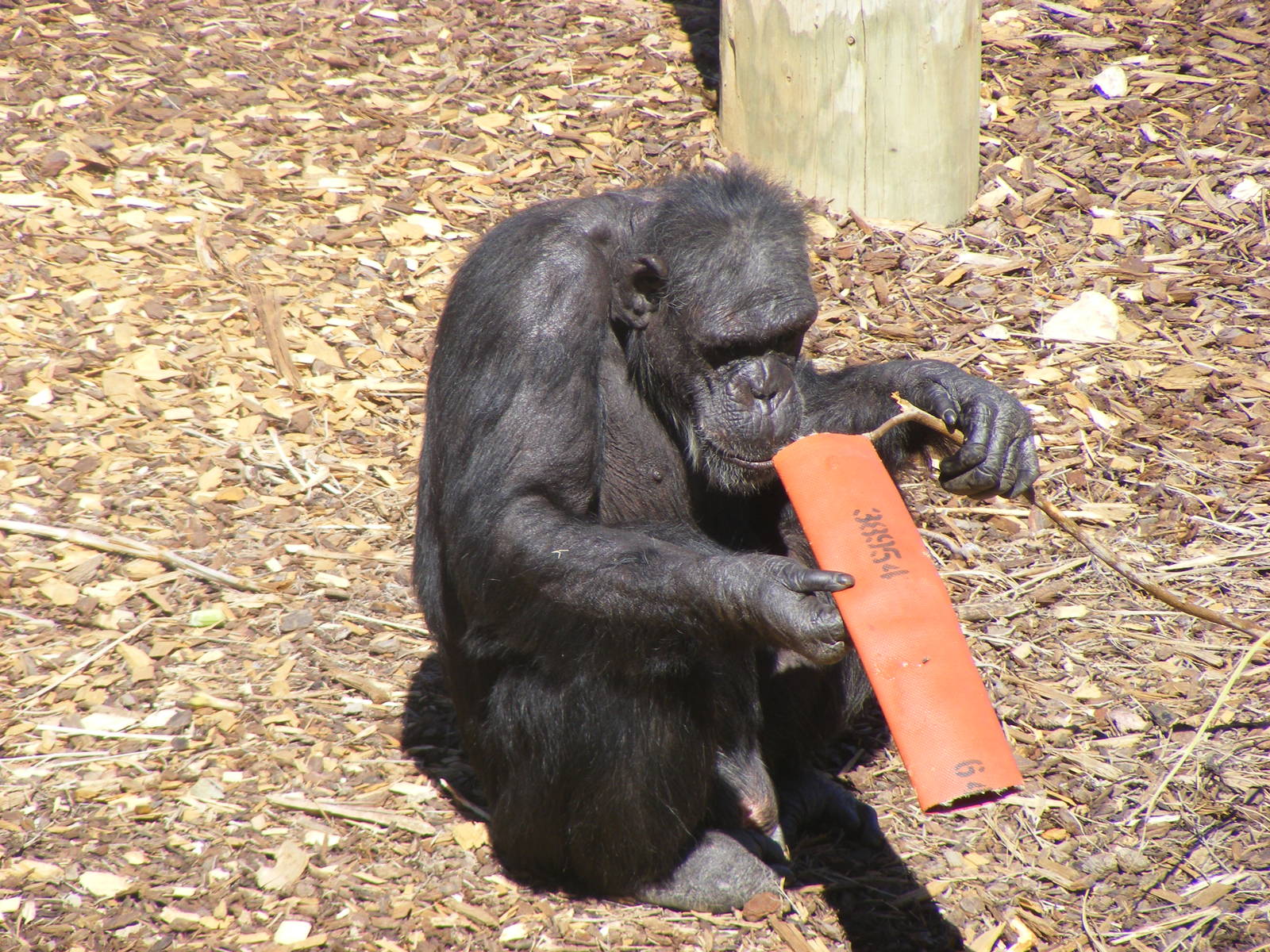 Chimpanzee Using Tool - April, 2010