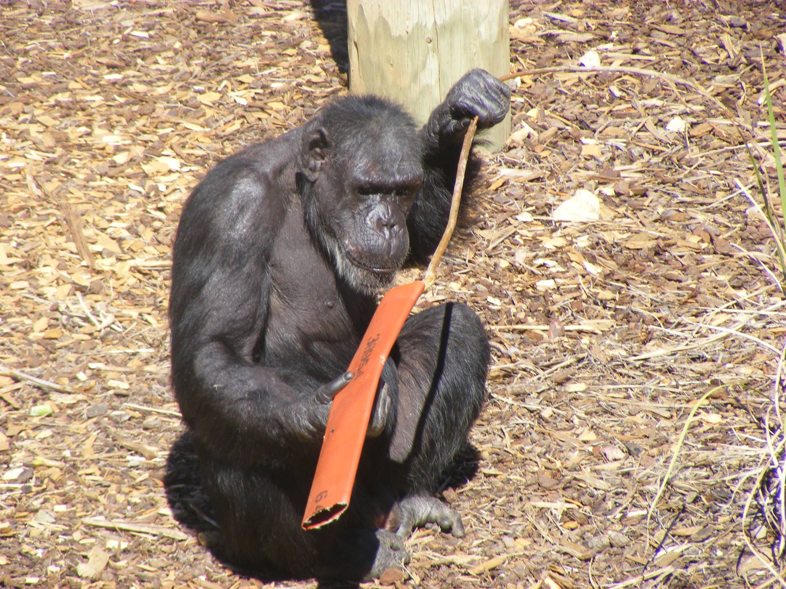 Chimpanzee Using Tool - April, 2010