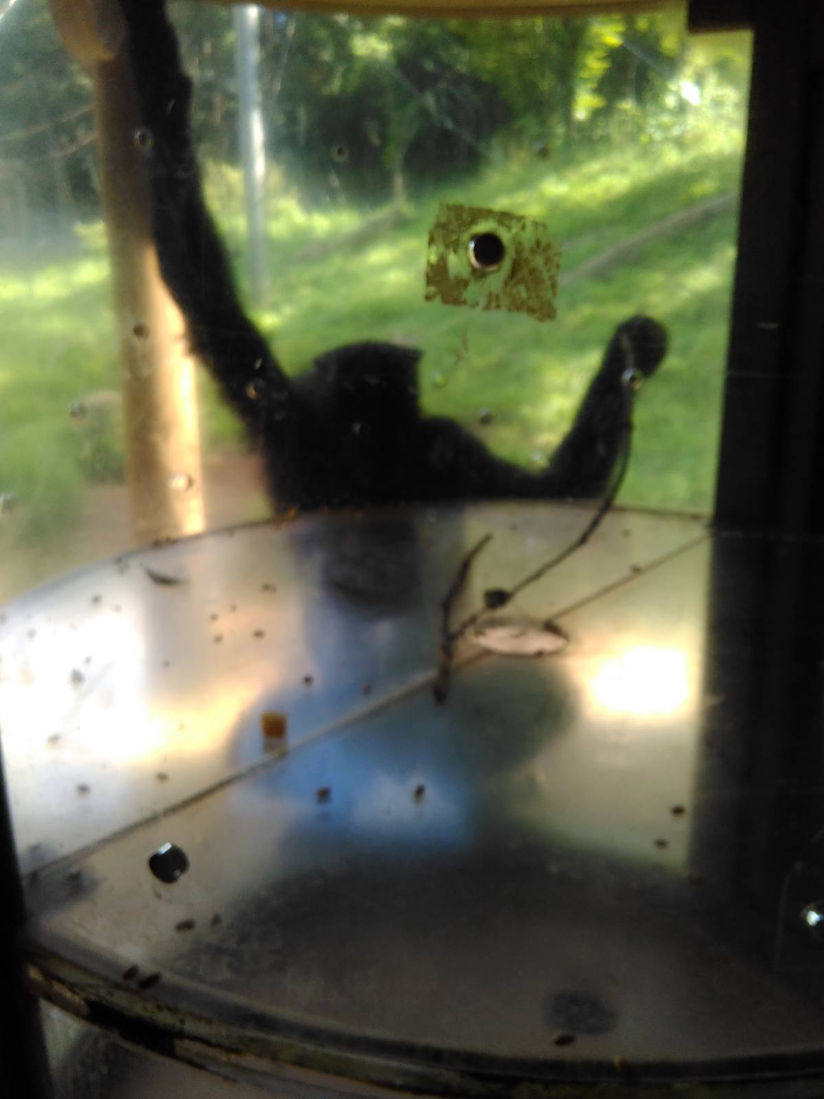 Chimpanzee using tool