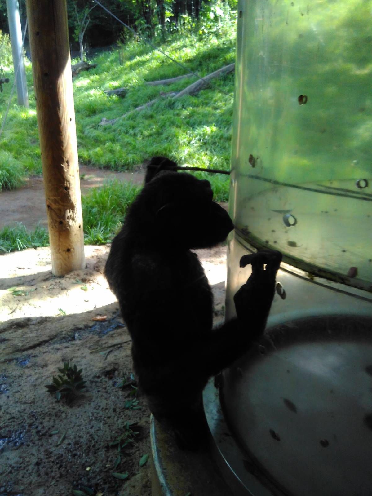 Chimpanzee using tool