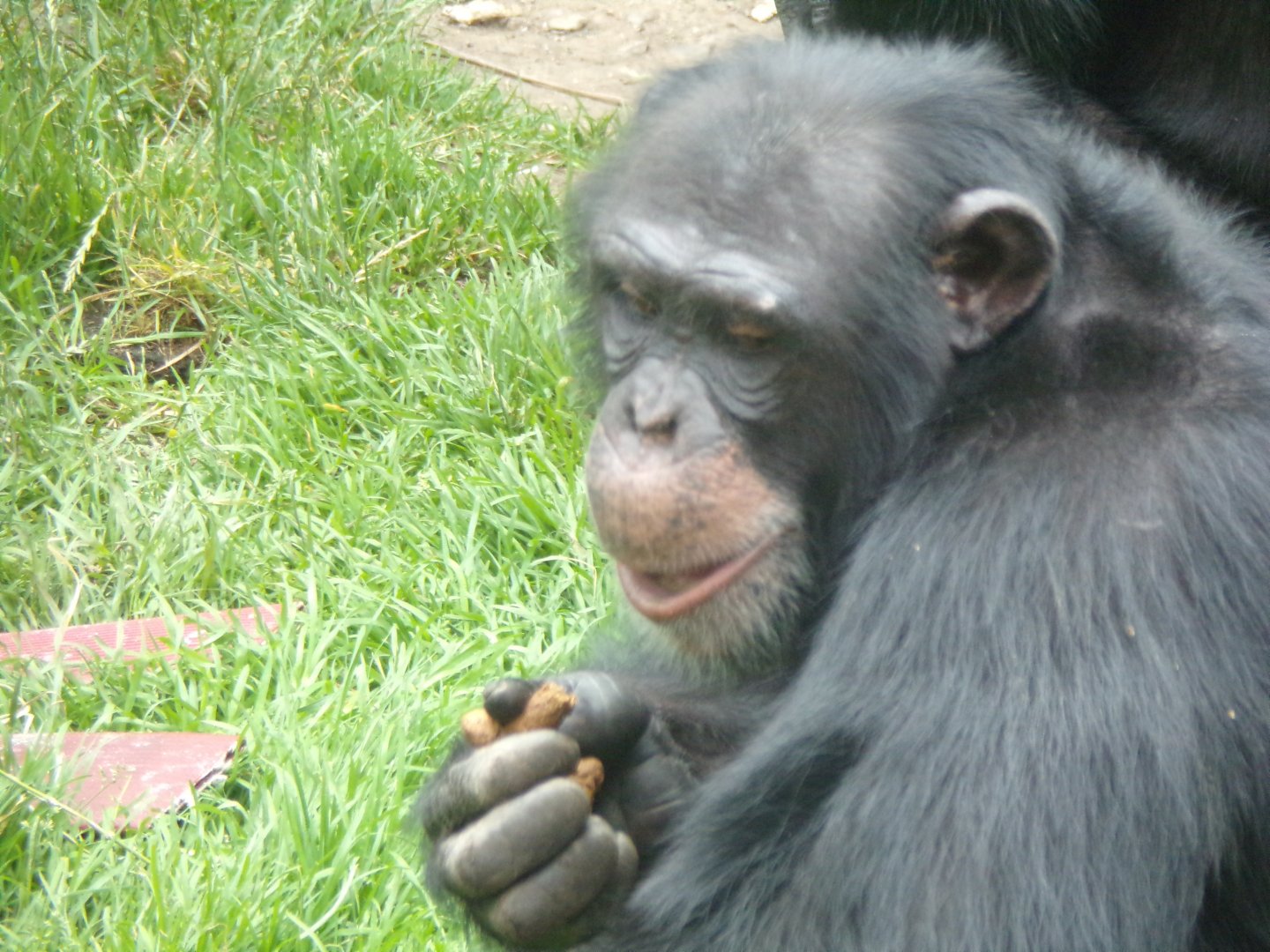 Chimpanzee “Velu” 15.7.24