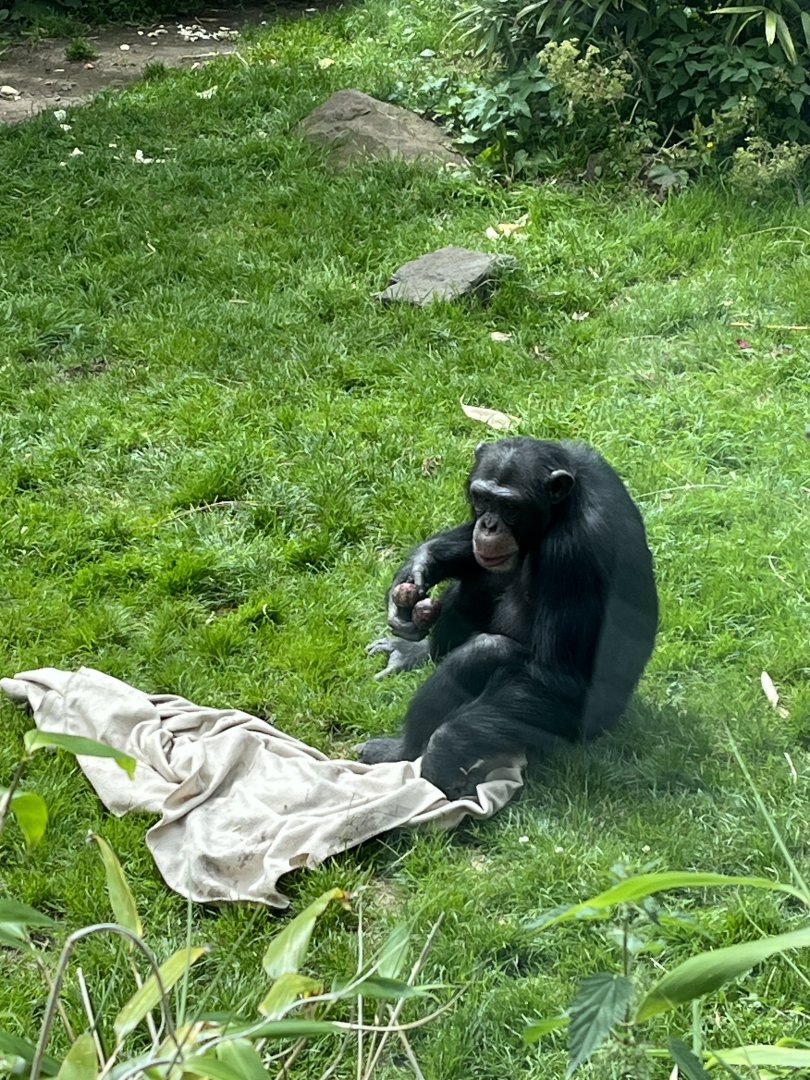 Chimpanzee “Velu” 19.7.23