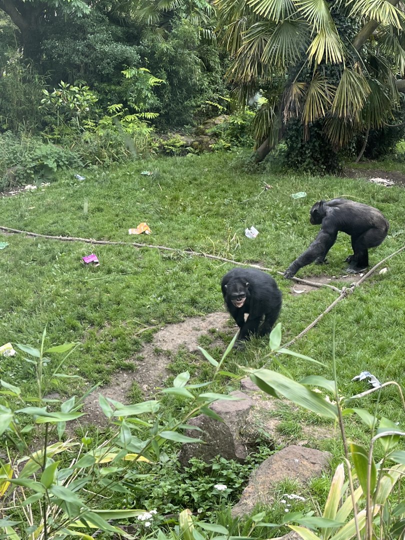 Chimpanzee “Velu” 20.7.23