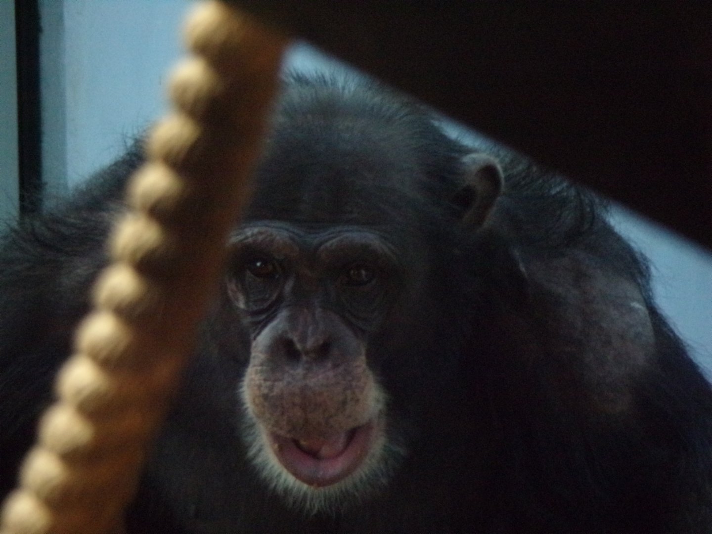 Chimpanzee “Velu” 27.12.24